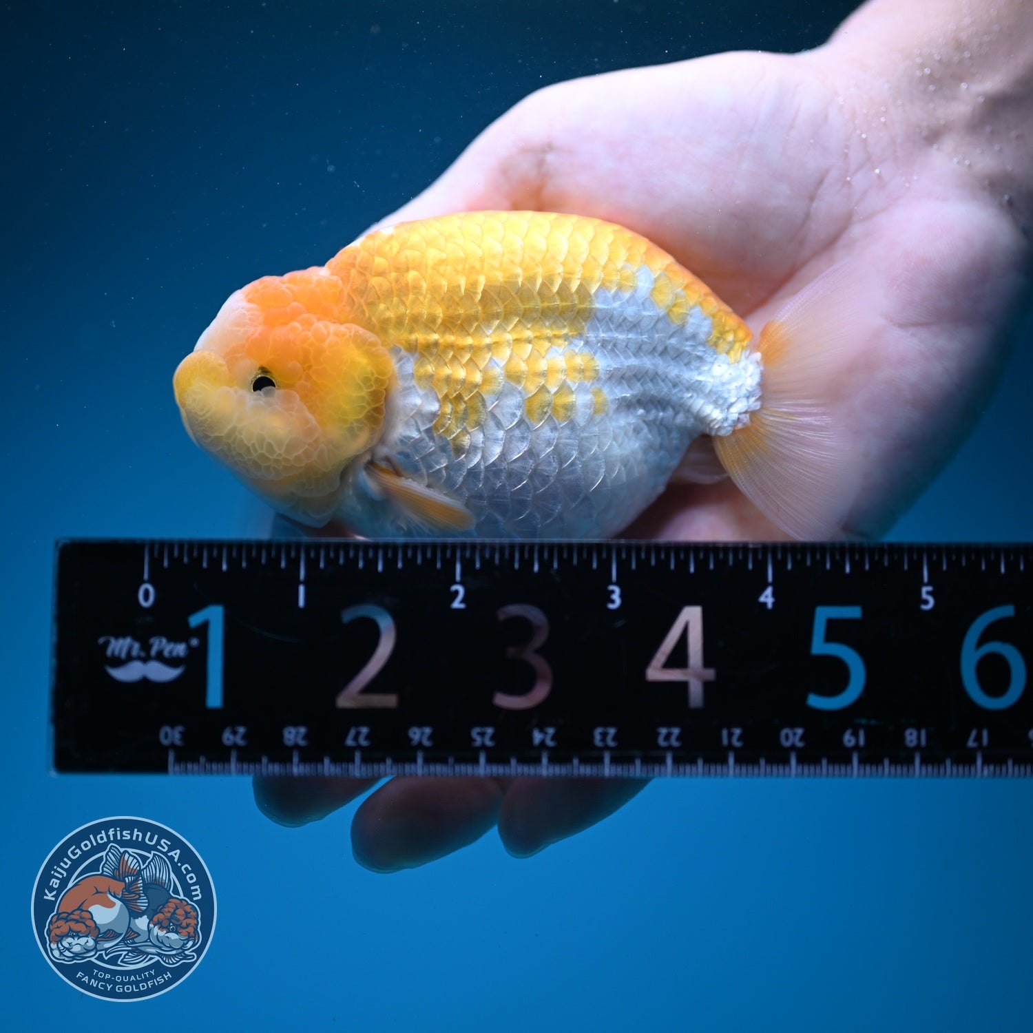 Lemon Cream Ranchu 4 inch Body (260724_RC06)