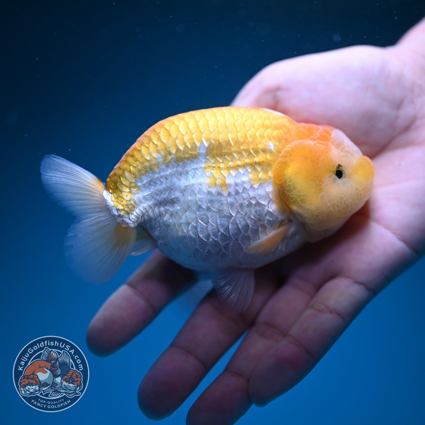 Lemon Cream Ranchu 4 inch Body (260724_RC06)