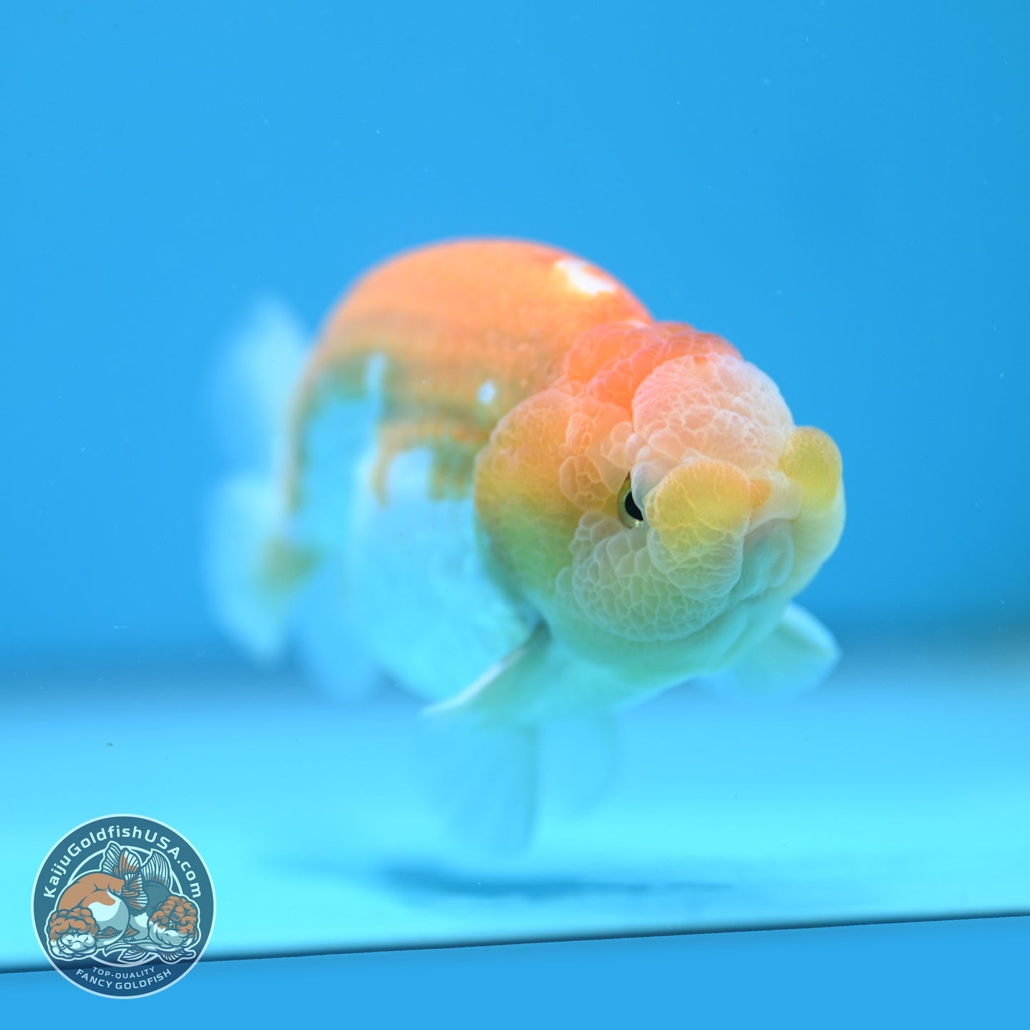 Lemon Cream Ranchu 4 inch Body (260724_RC06)