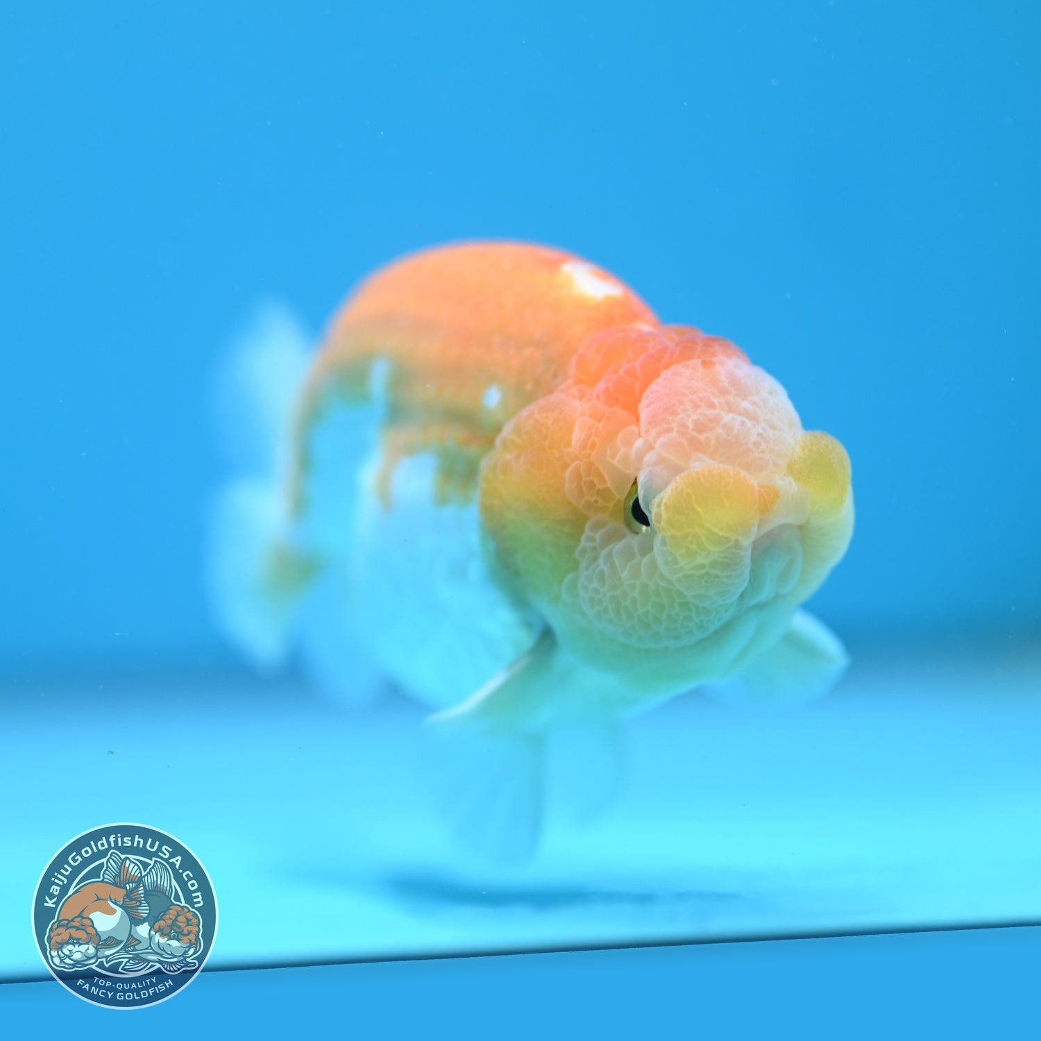 Lemon Cream Ranchu 4 inch Body (260724_RC06)