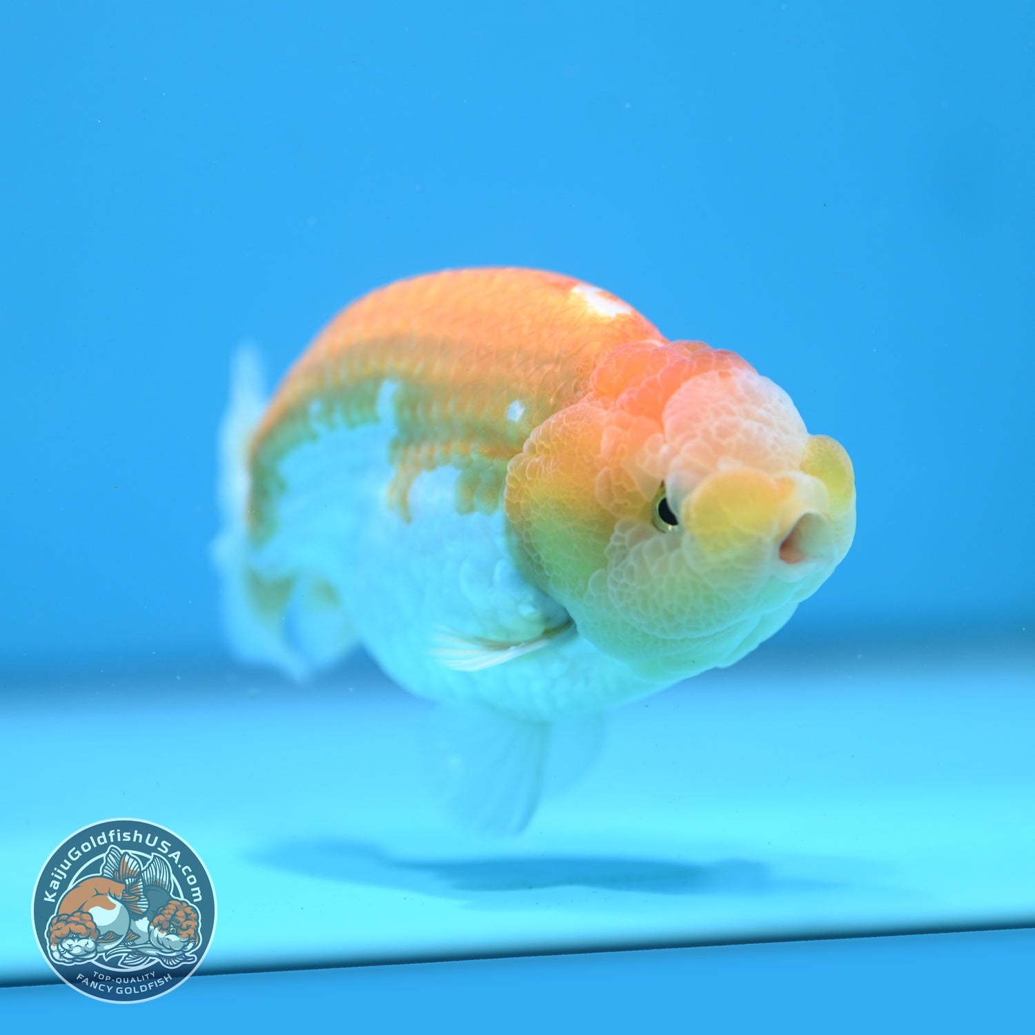 Lemon Cream Ranchu 4 inch Body (260724_RC06)