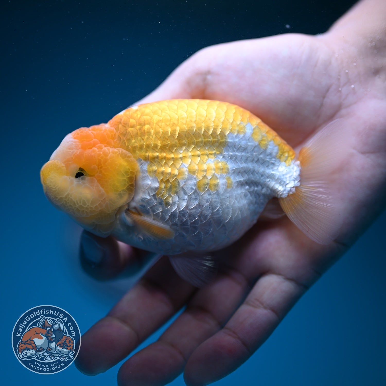 Lemon Cream Ranchu 4 inch Body (260724_RC06)