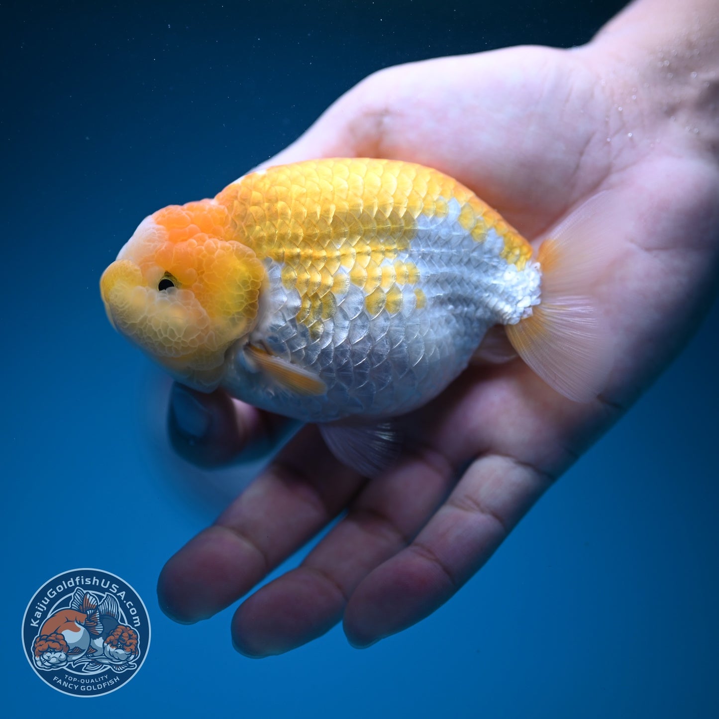 Lemon Cream Ranchu 4 inch Body (260724_RC06)