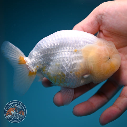 Lemon Cream Ranchu 4 inch Body (260911_RC07)
