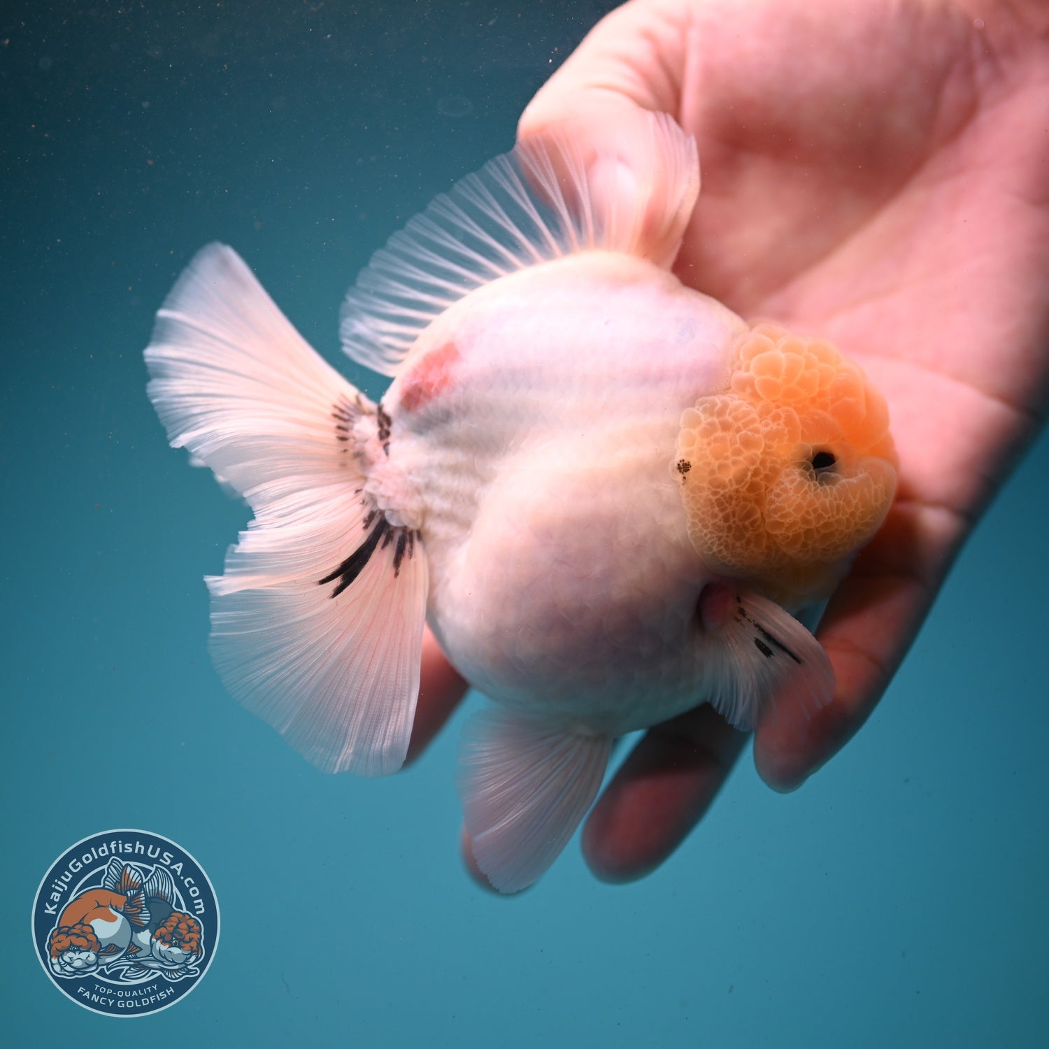 Lemon Head Ink Wash Oranda 3.5 inch Body (260807_OR05)