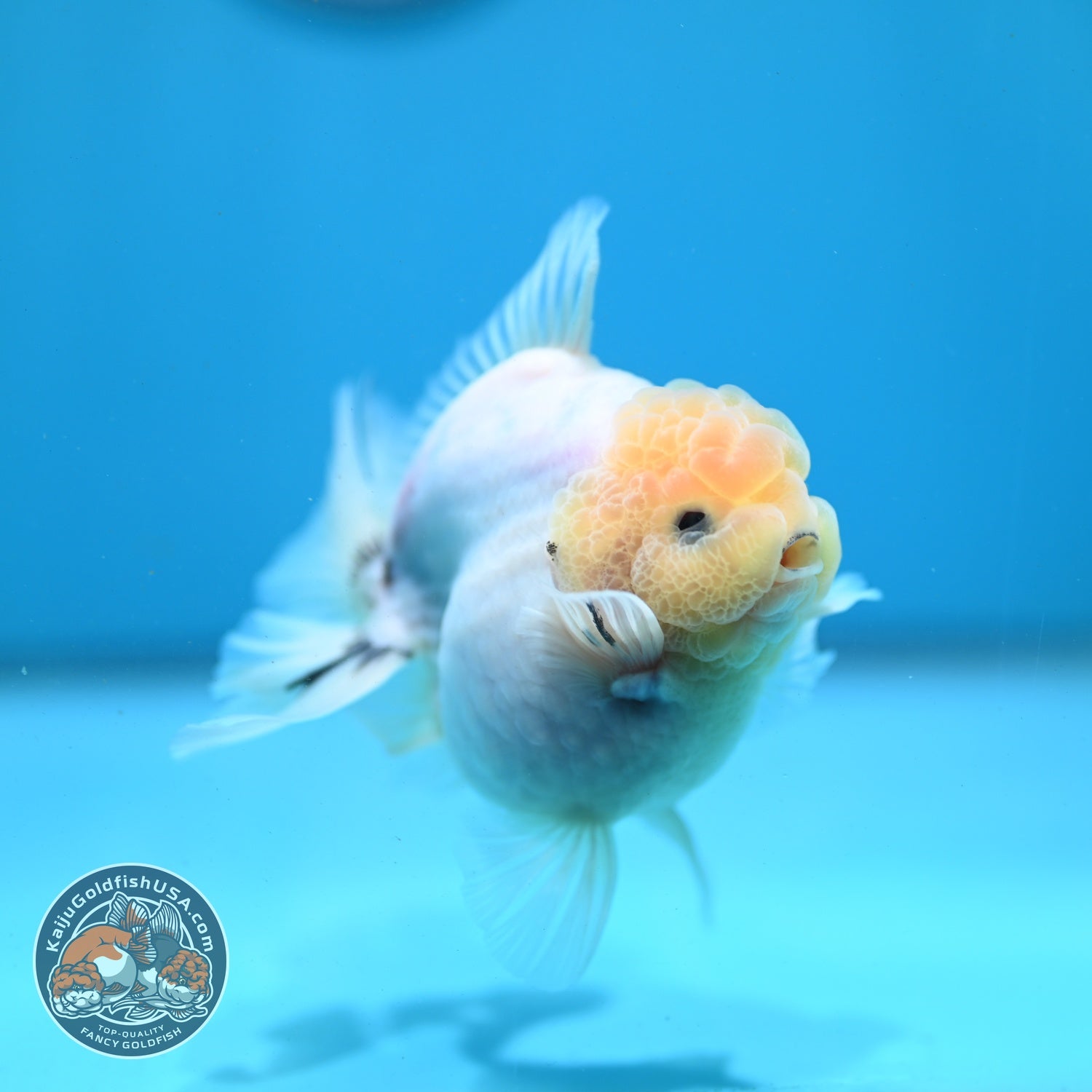 Lemon Head Ink Wash Oranda 3.5 inch Body (260807_OR05)