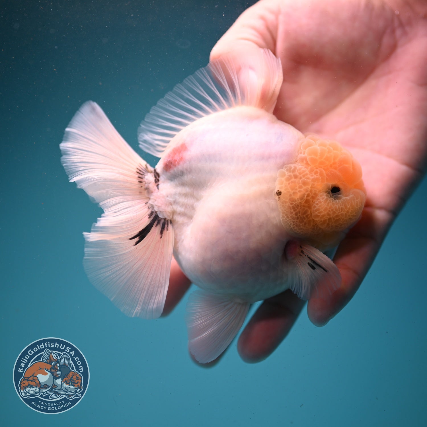 Lemon Head Ink Wash Oranda 3.5 inch Body (260807_OR05)