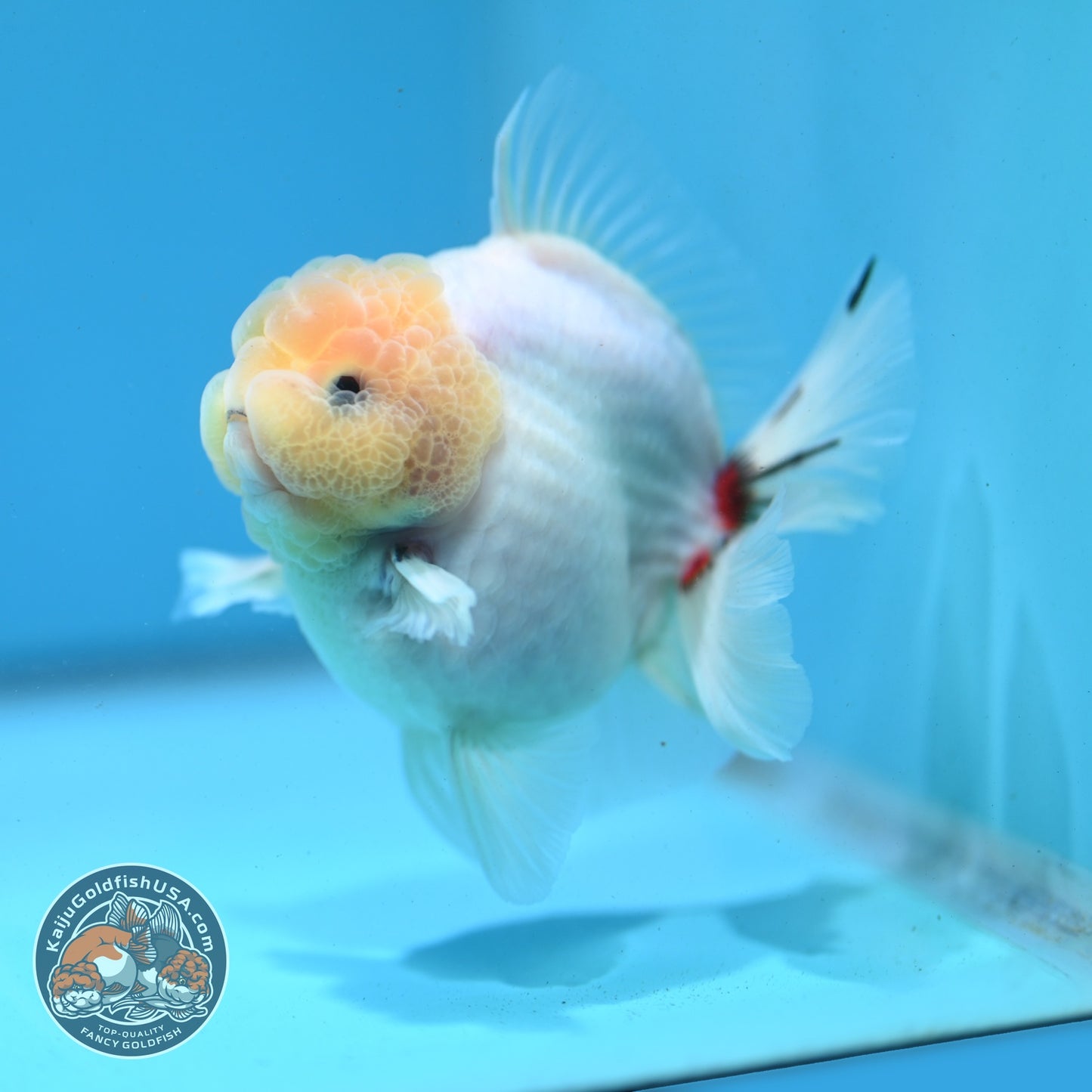 Lemon Head Ink Wash Oranda 3.5 inch Body (260807_OR05)