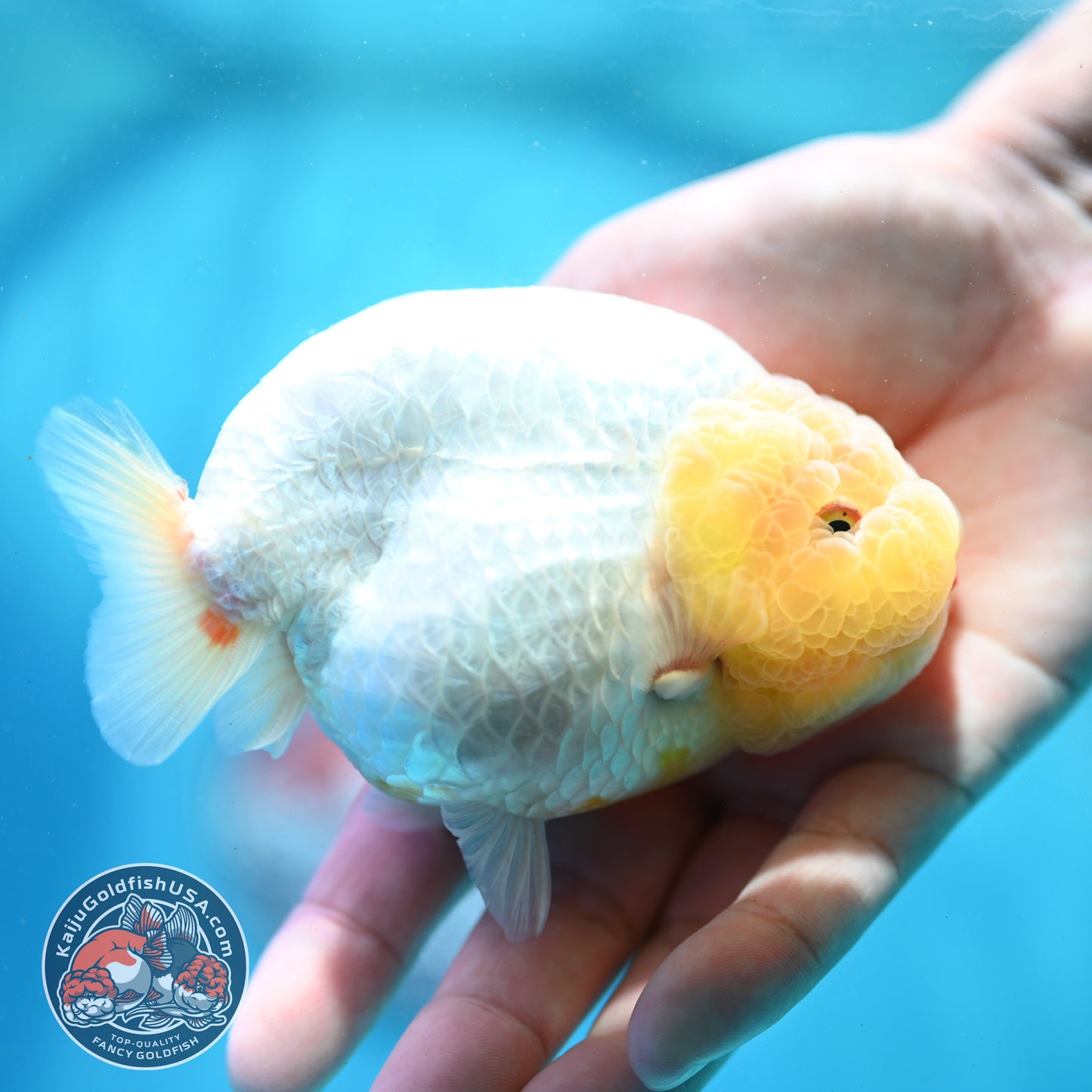 Lemon Head Ranchu 4 inch Body (260515_RC01)