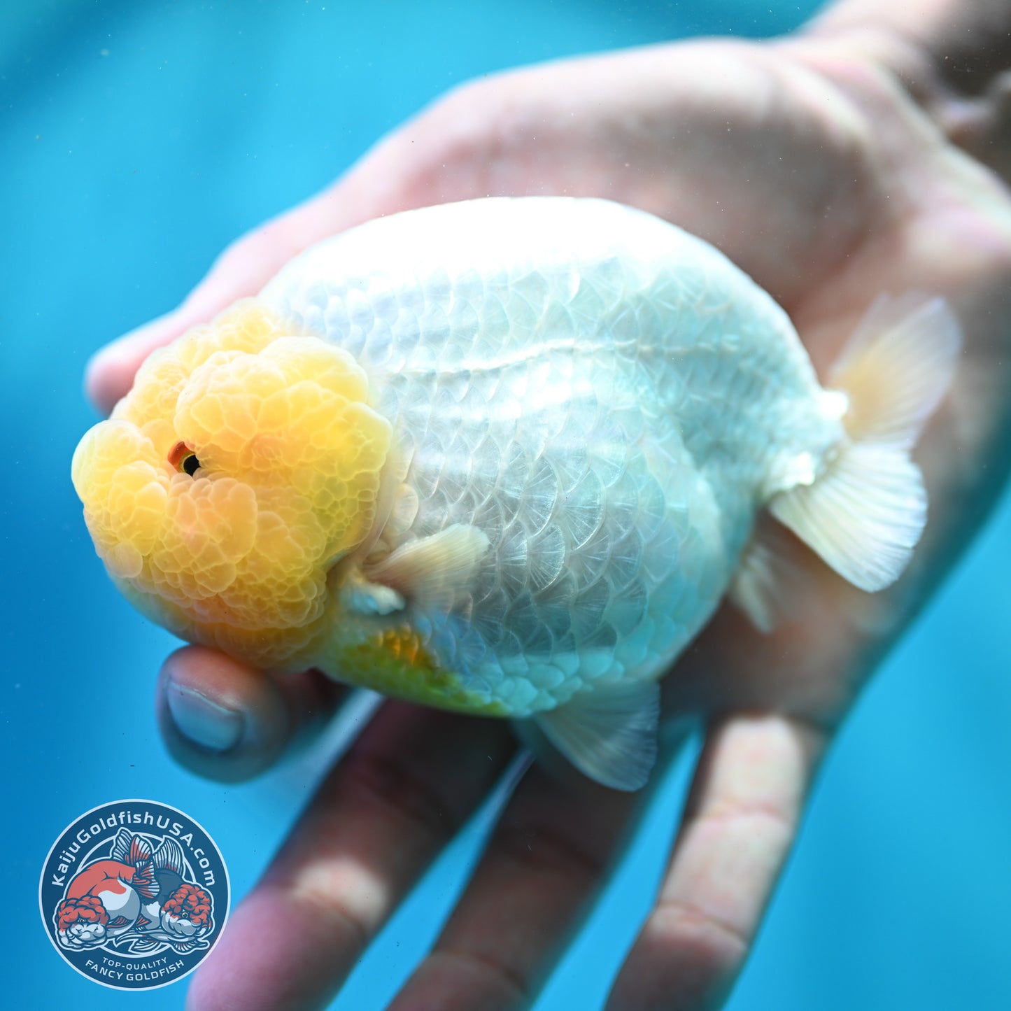 Lemon Head Ranchu 4 inch Body (260515_RC01)