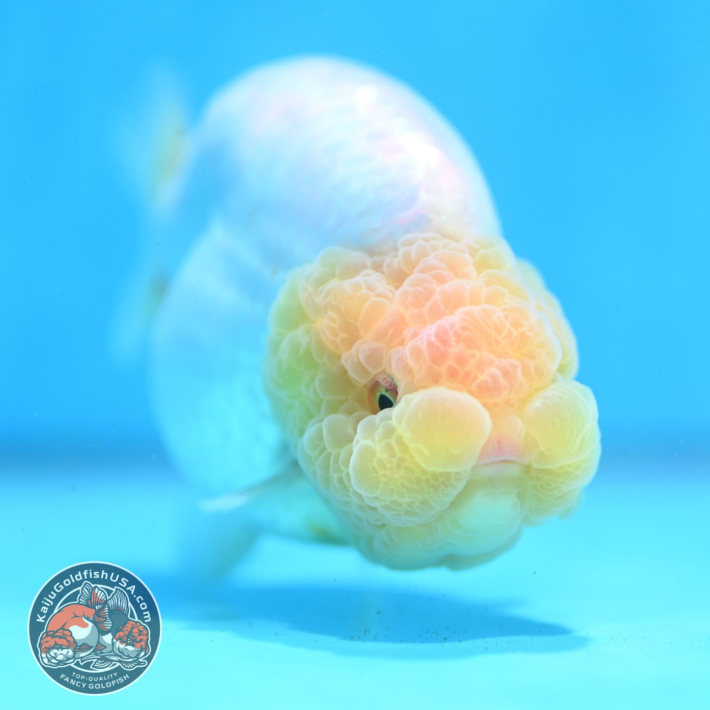 Lemon Head Ranchu 4 inch Body (260515_RC01)