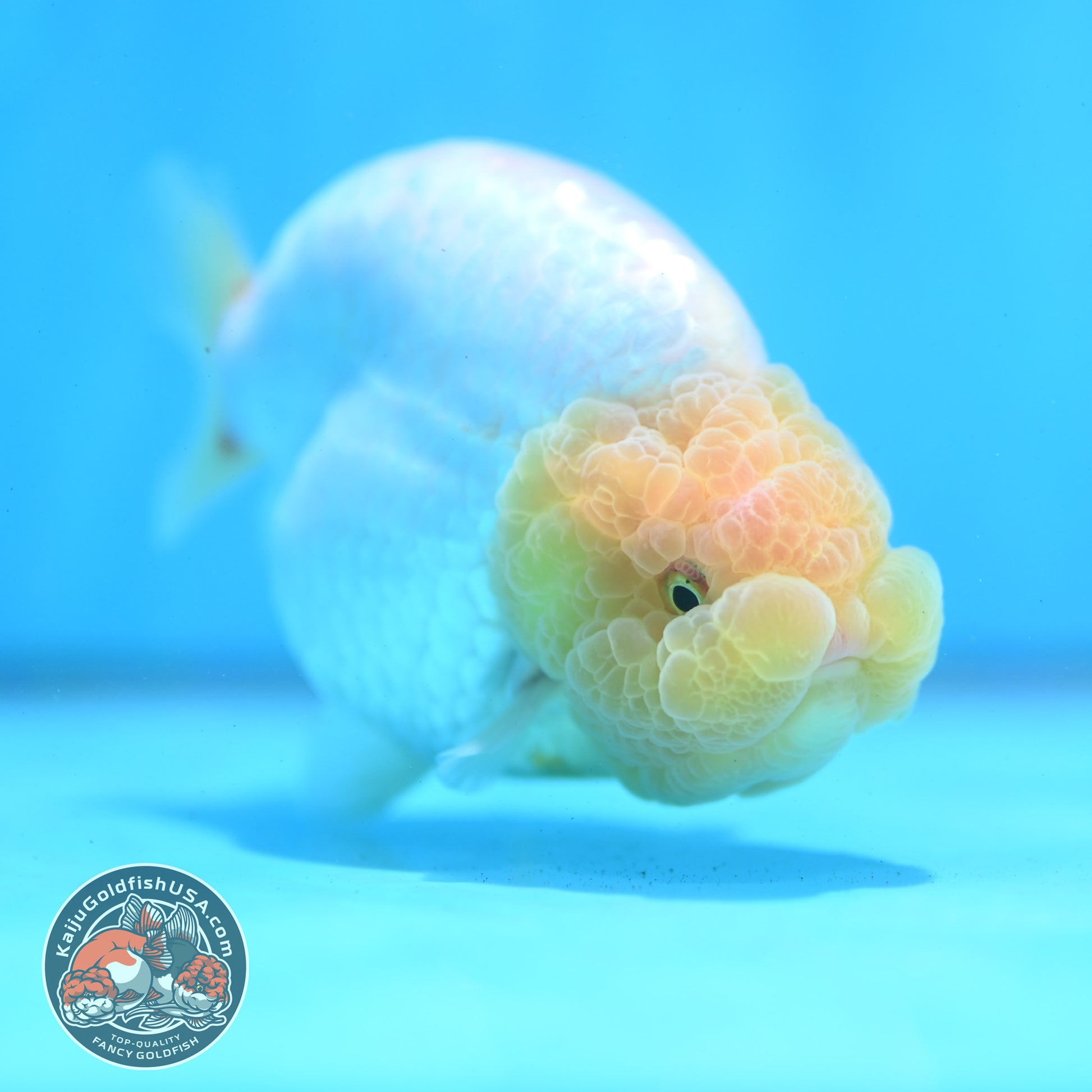 Lemon Head Ranchu 4 inch Body (260515_RC01)
