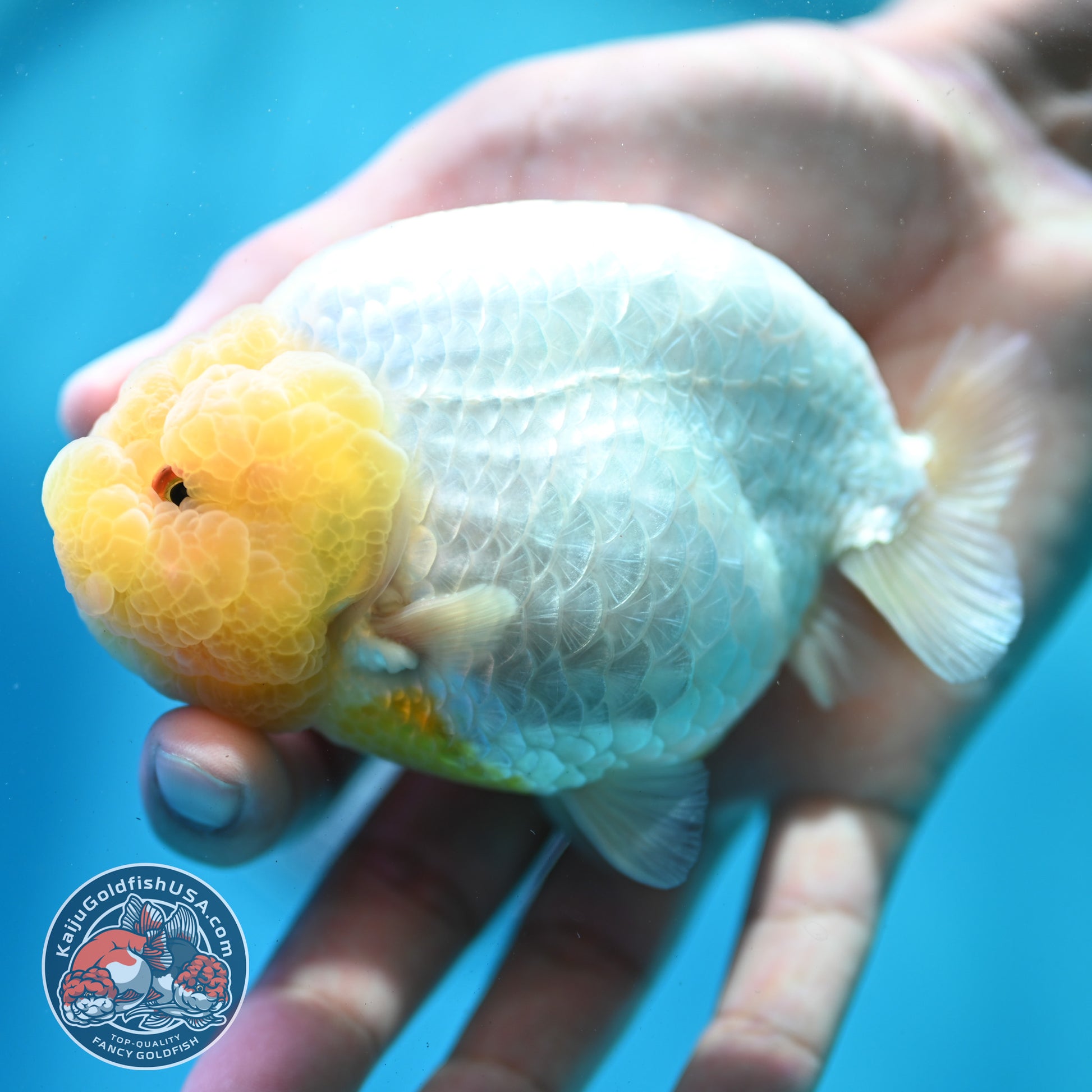 Lemon Head Ranchu 4 inch Body (260515_RC01)