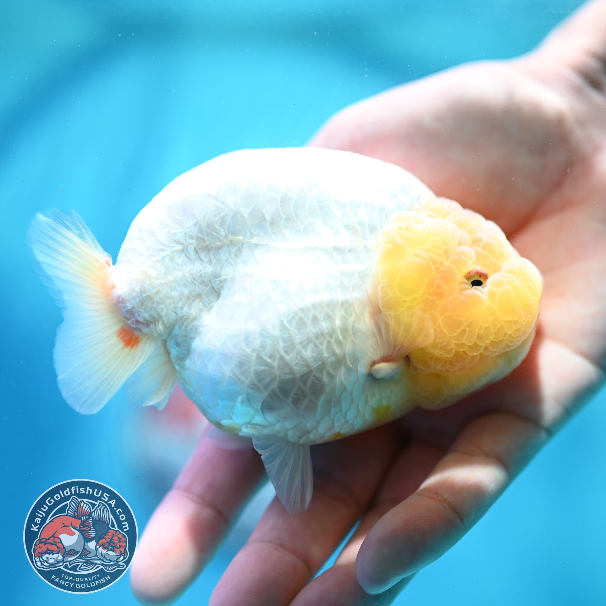 Lemon Head Ranchu 4 inch Body (260515_RC01)
