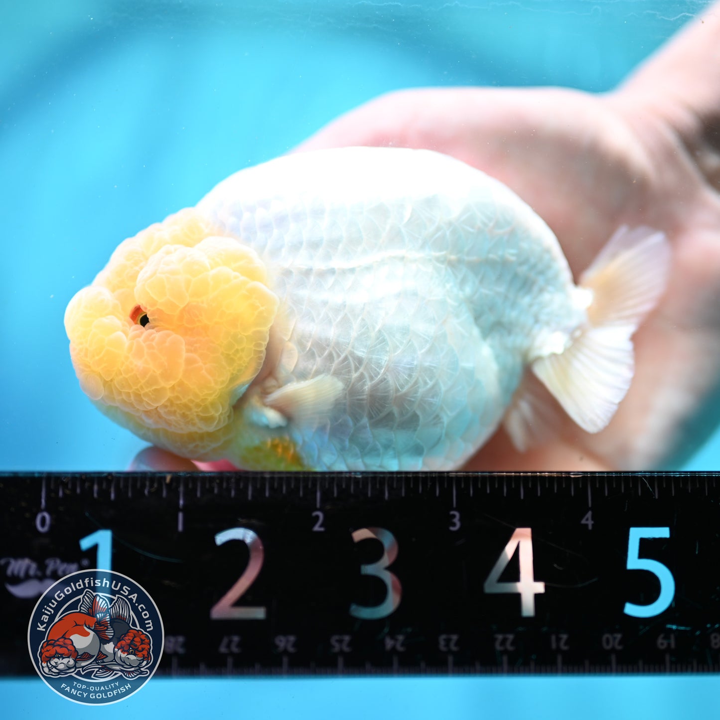 Lemon Head Ranchu 4 inch Body (260515_RC01)