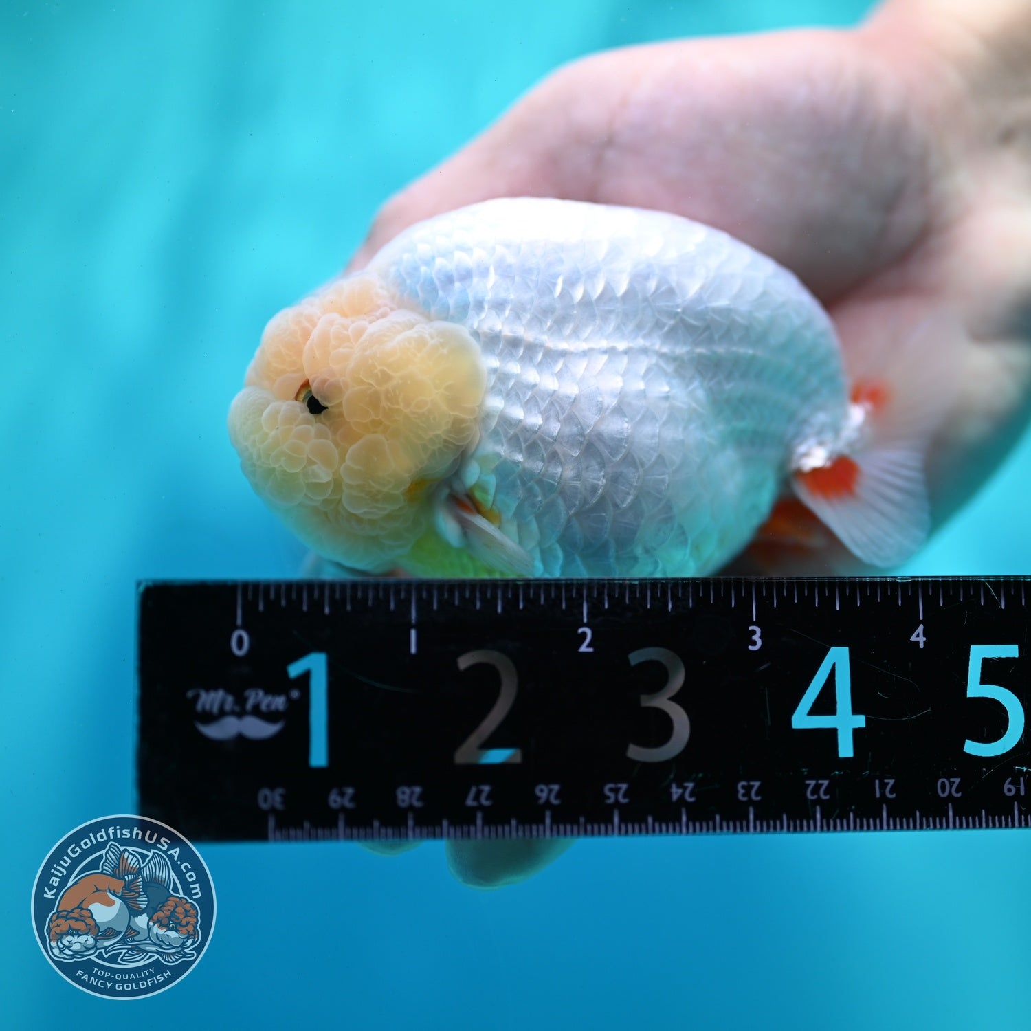Lemon Head Ranchu 4 inch Body (260522_RC03)