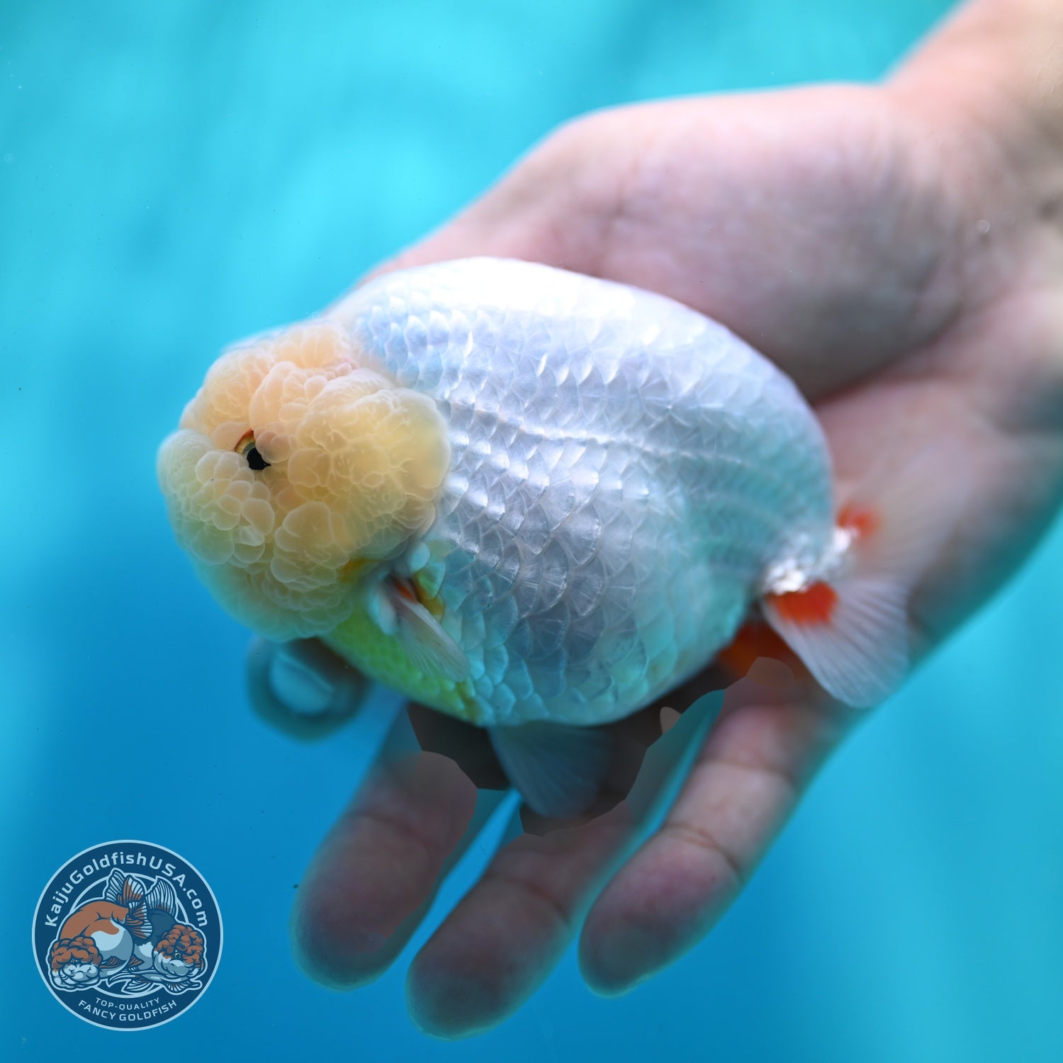 Lemon Head Ranchu 4 inch Body (260522_RC03)