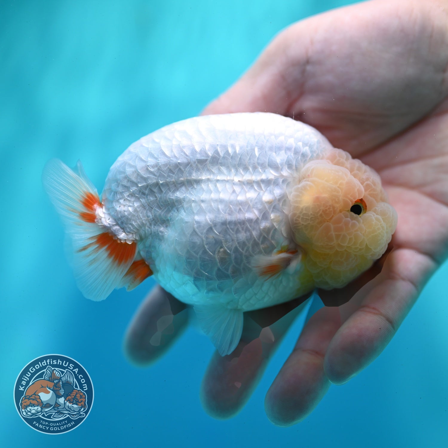 Lemon Head Ranchu 4 inch Body (260522_RC03)