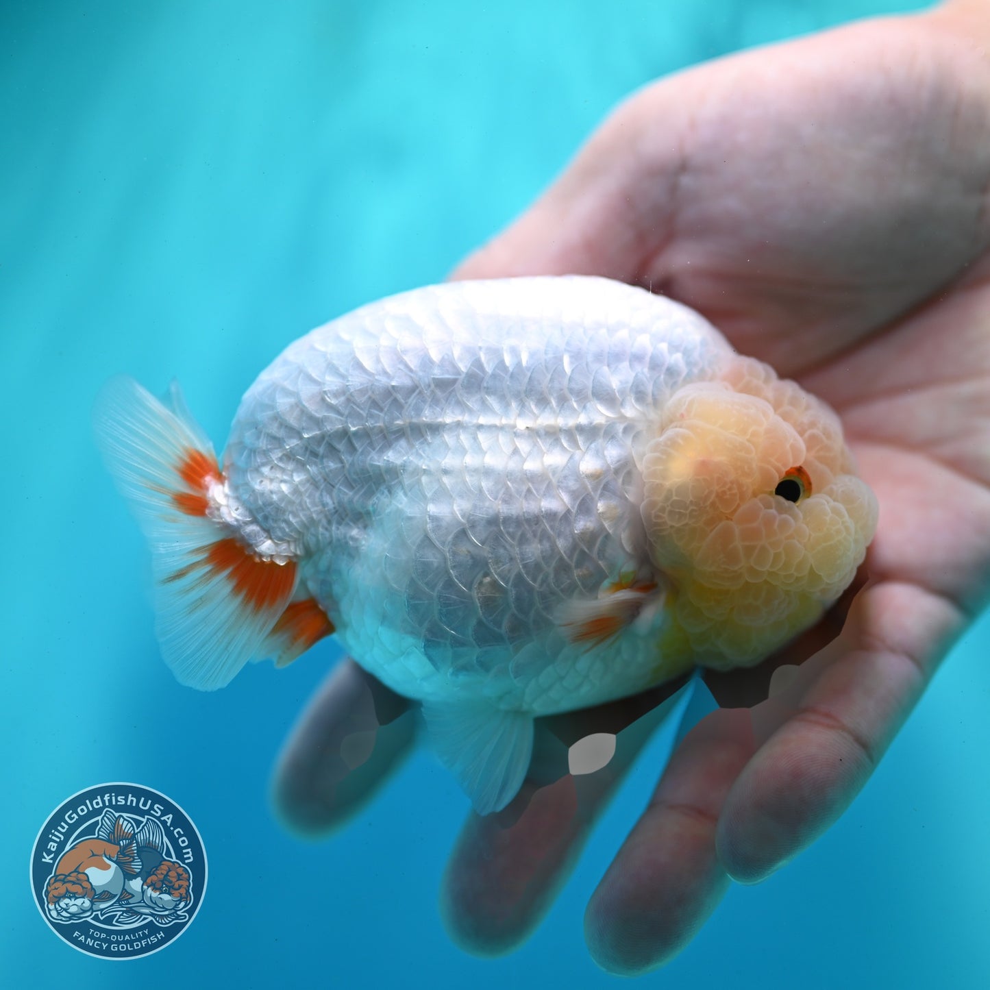 Lemon Head Ranchu 4 inch Body (260522_RC03)