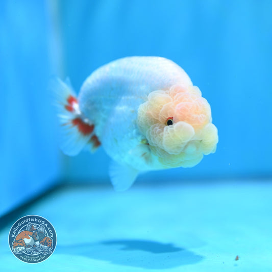 Lemon Head Ranchu 4 inch Body (260522_RC03)