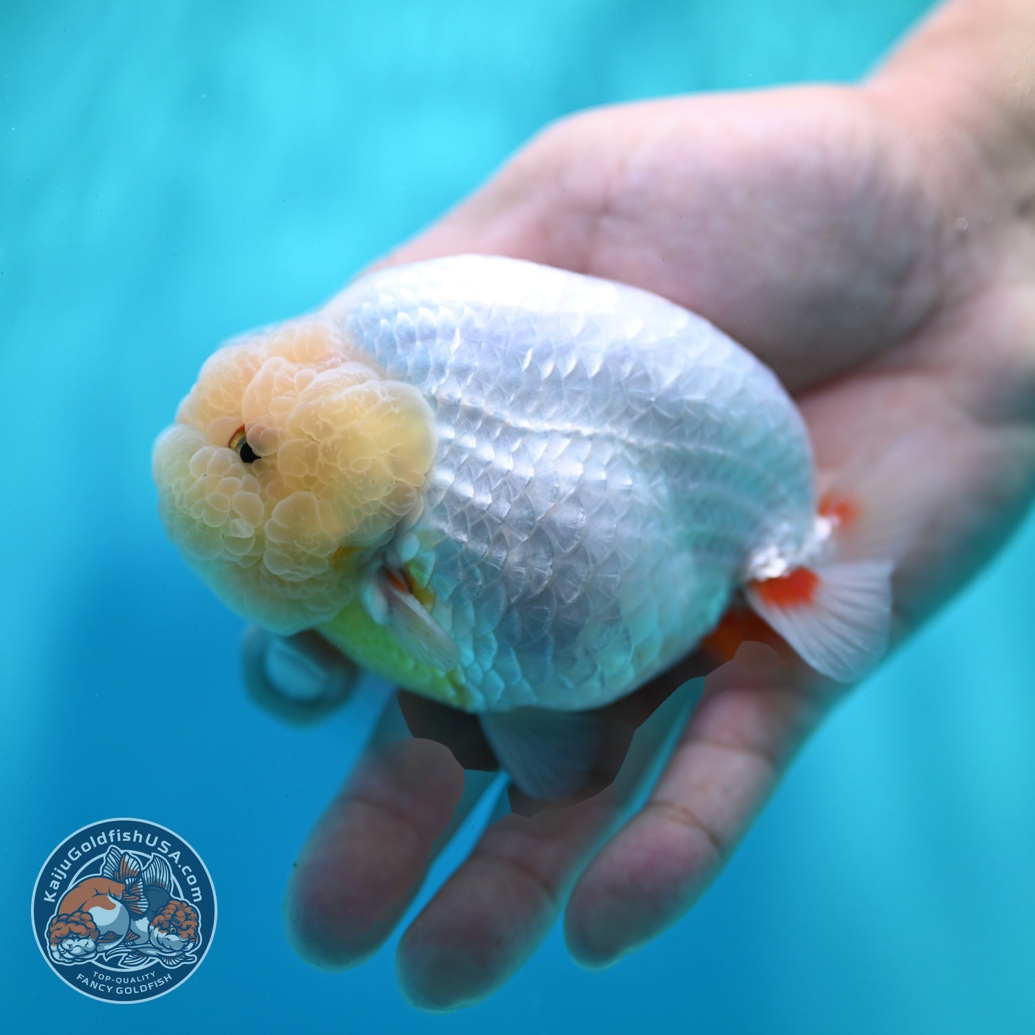 Lemon Head Ranchu 4 inch Body (260522_RC03)