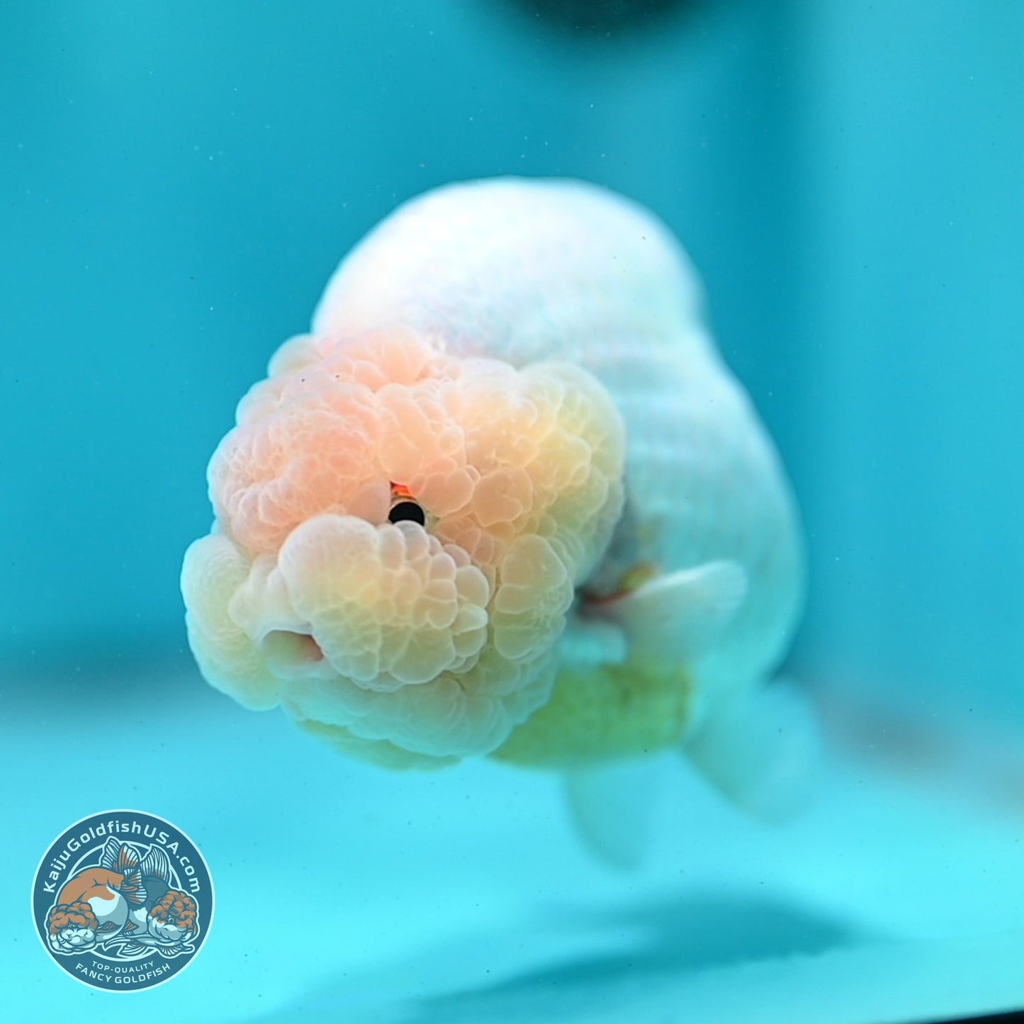 Lemon Head Ranchu 4 inch Body (260522_RC03)