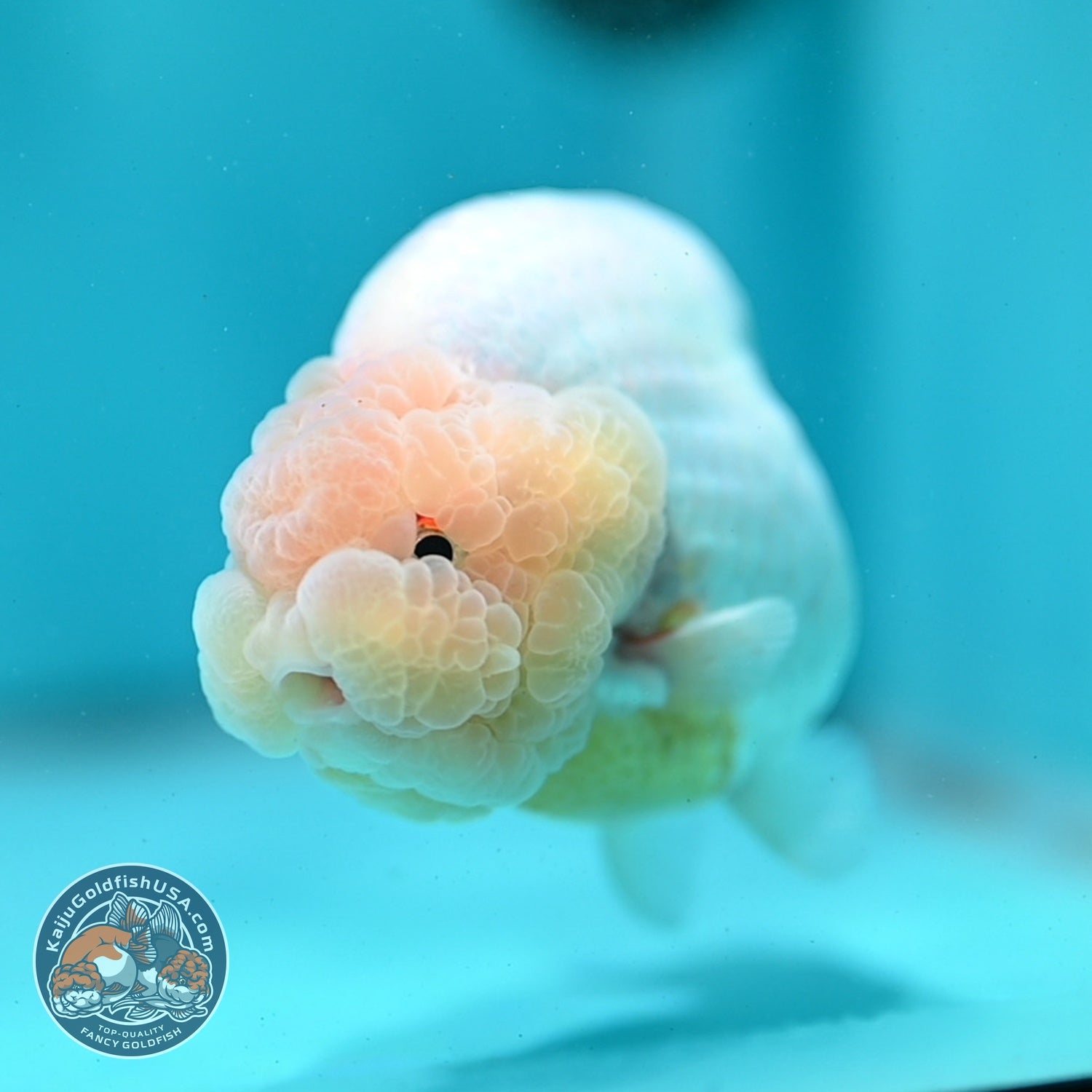 Lemon Head Ranchu 4 inch Body (260522_RC03)