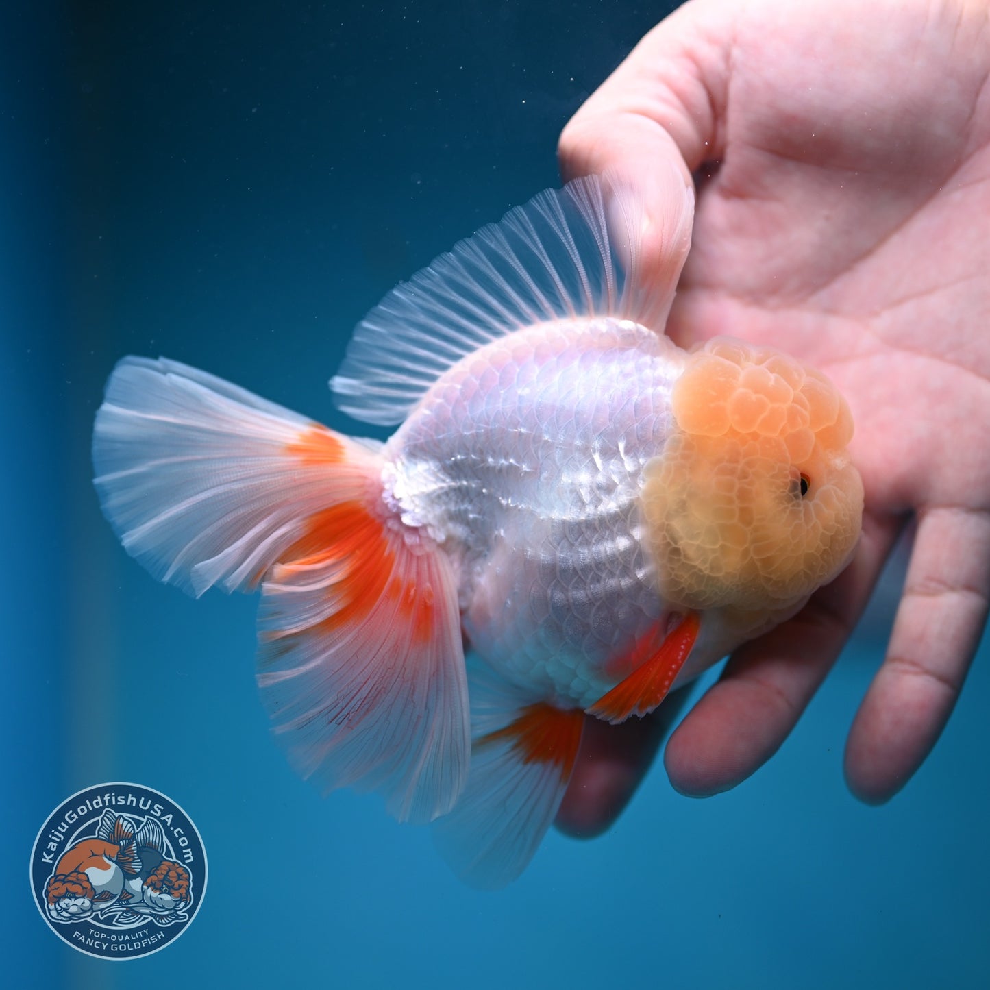 Lemon Head Red White Oranda 4 inch Body (260828_OR18)