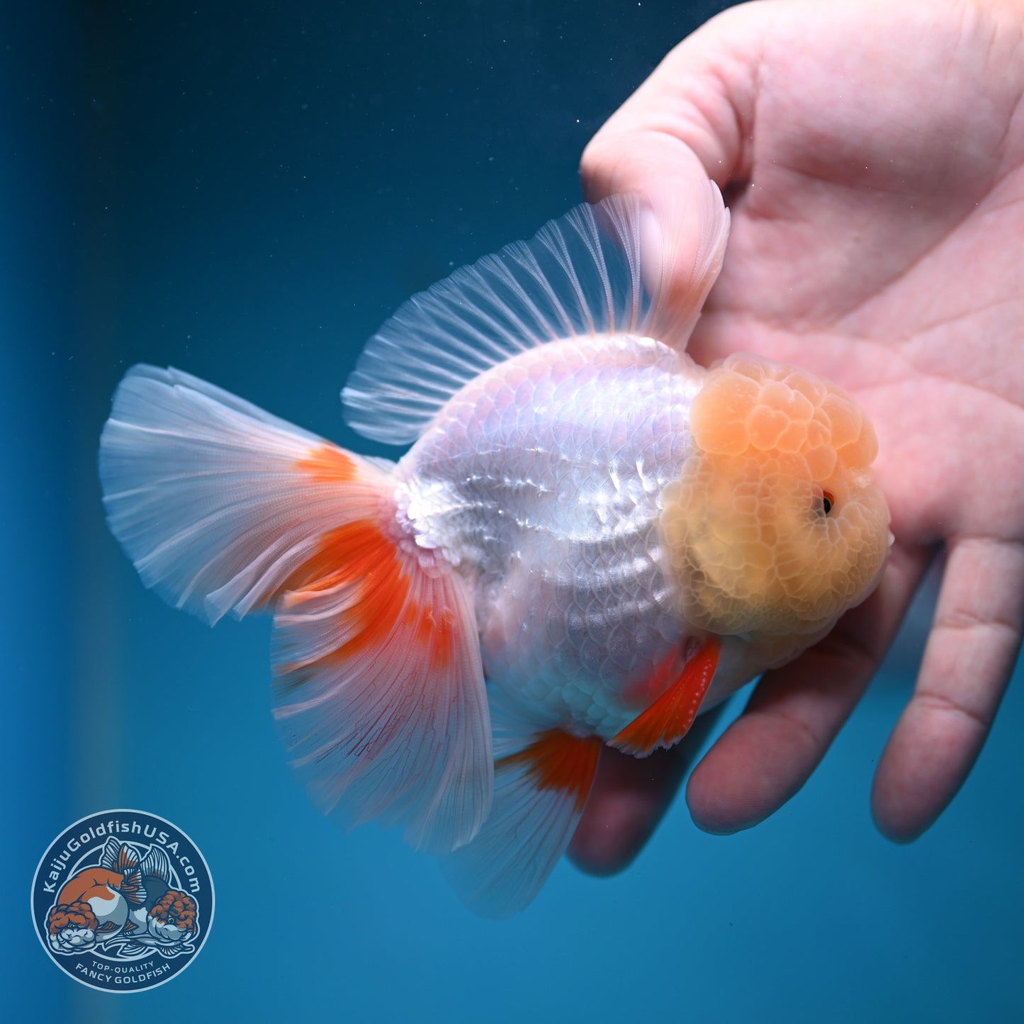 Lemon Head Red White Oranda 4 inch Body (260828_OR18)