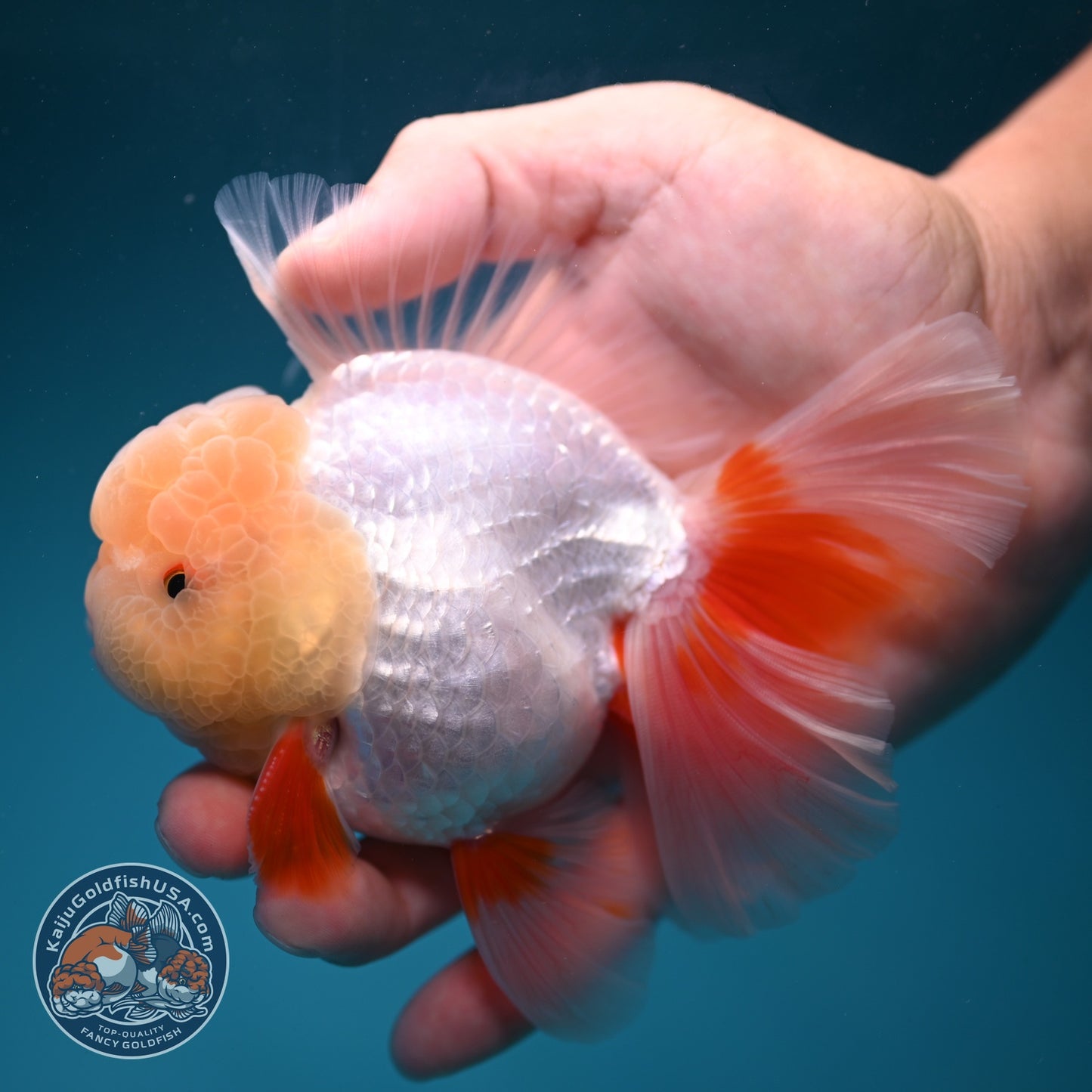 Lemon Head Red White Oranda 4 inch Body (260828_OR18)