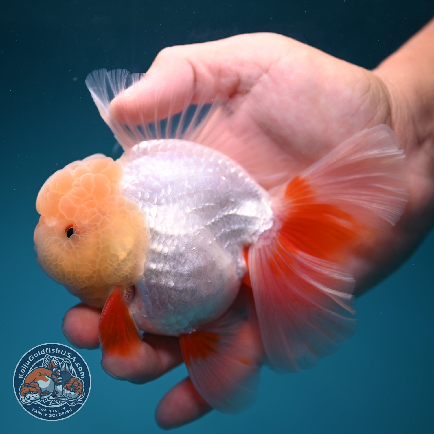 Lemon Head Red White Oranda 4 inch Body (260828_OR18)