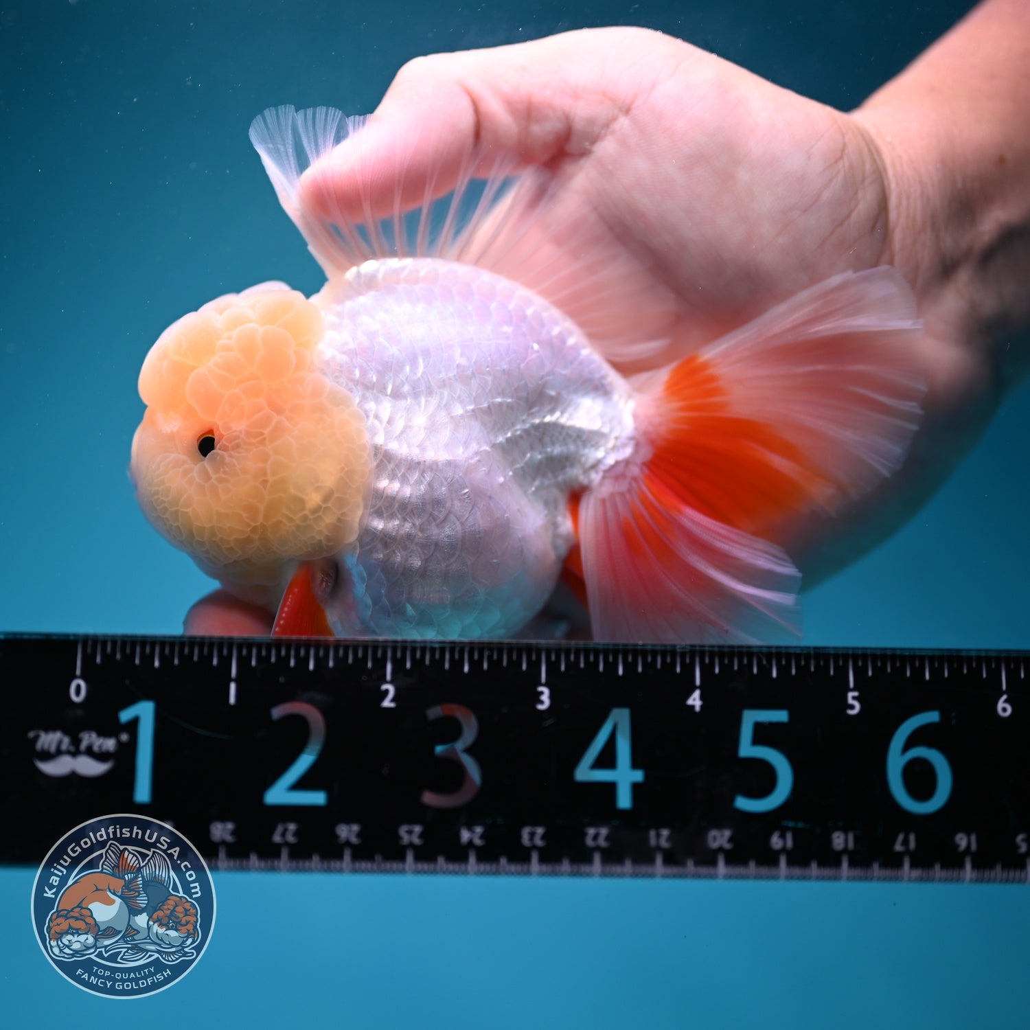 Lemon Head Red White Oranda 4 inch Body (260828_OR18)