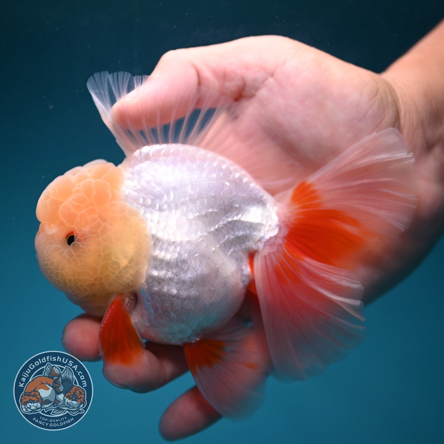 Lemon Head Red White Oranda 4 inch Body (260828_OR18)
