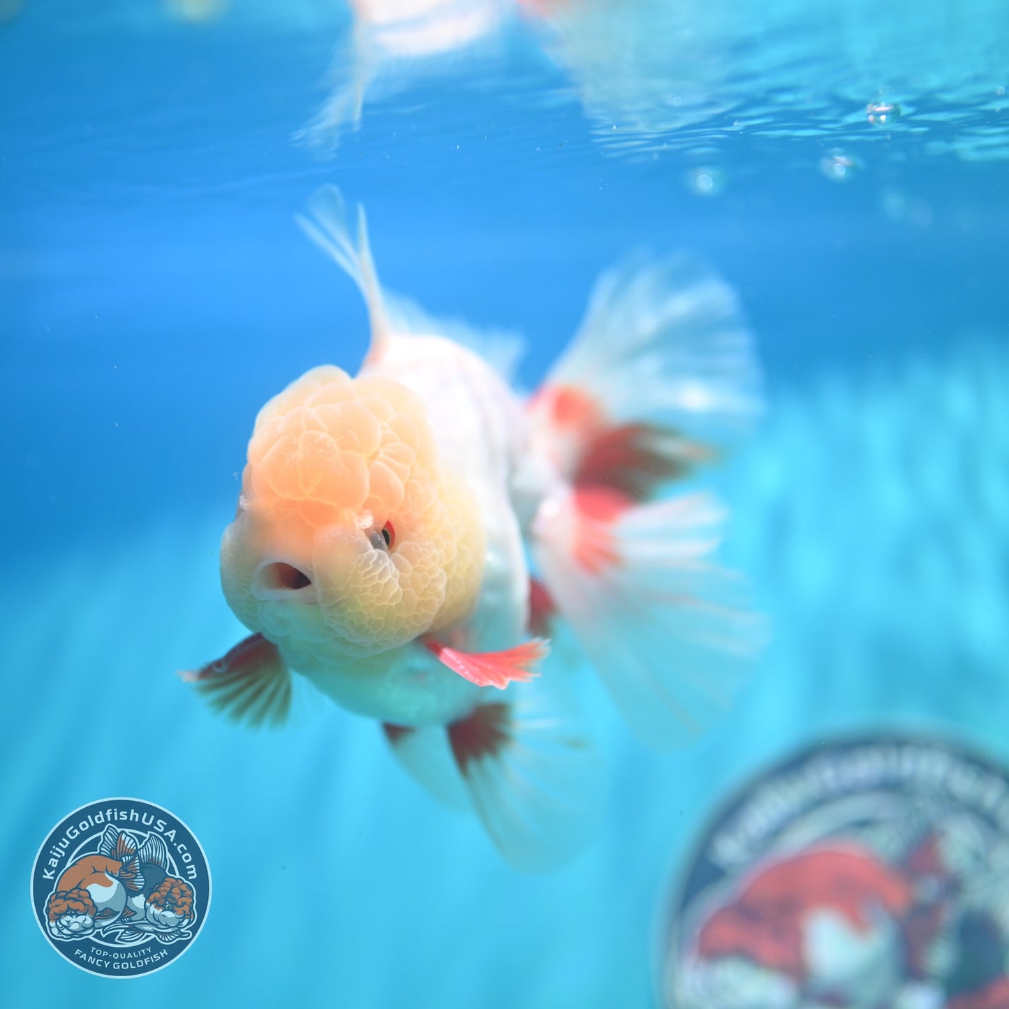 Lemon Head Red White Oranda 4 inch Body (260828_OR18)
