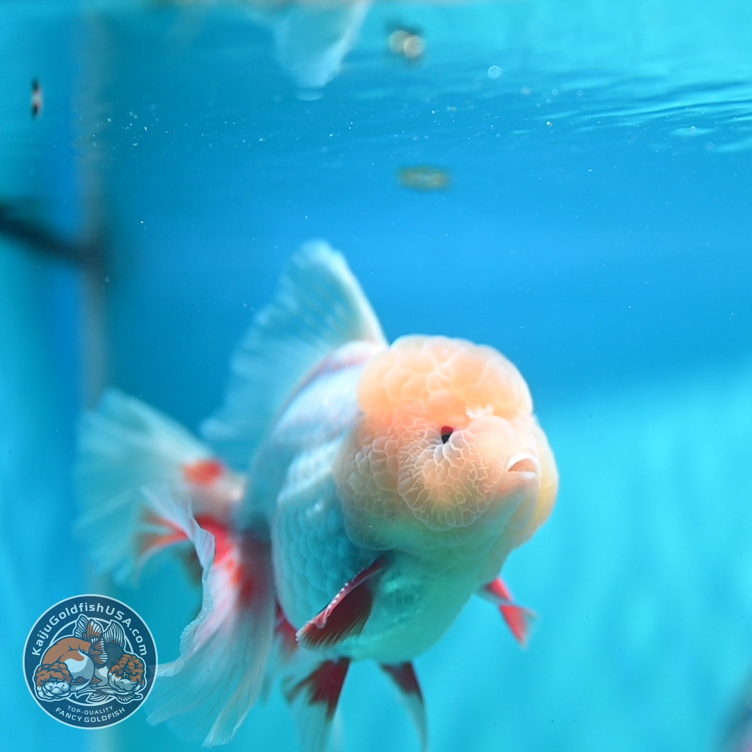 Lemon Head Red White Oranda 4 inch Body (260828_OR18)