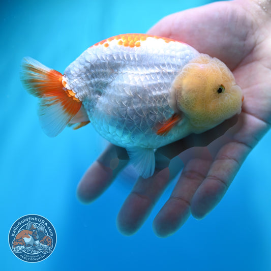 Lemon Head Red White Ranchu 4 inch Body (260529_RC03)