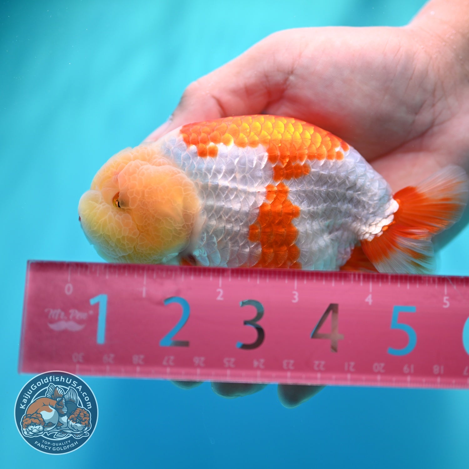 Lemon Head Red White Ranchu 4 inch Body (260529_RC03)