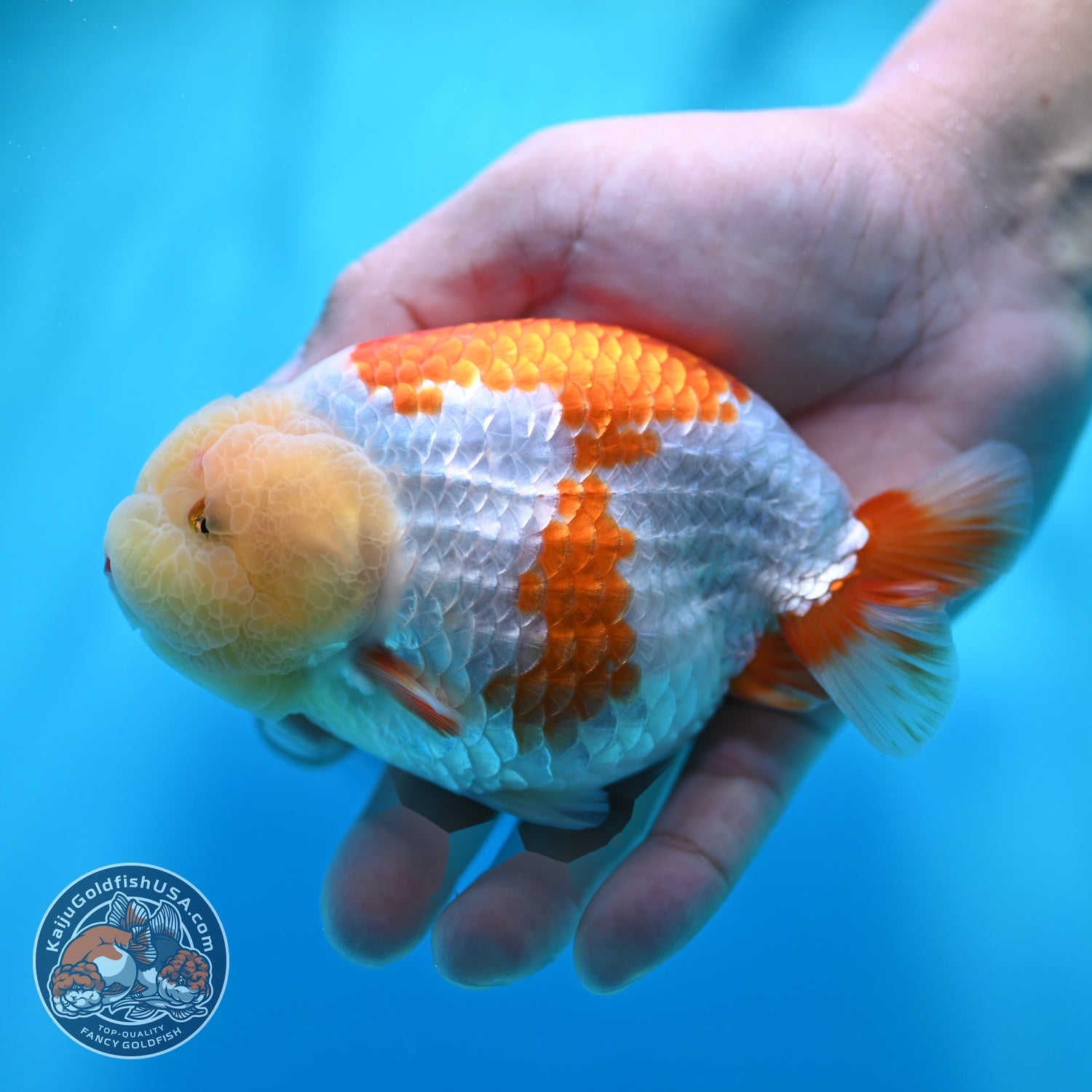 Lemon Head Red White Ranchu 4 inch Body (260529_RC03)
