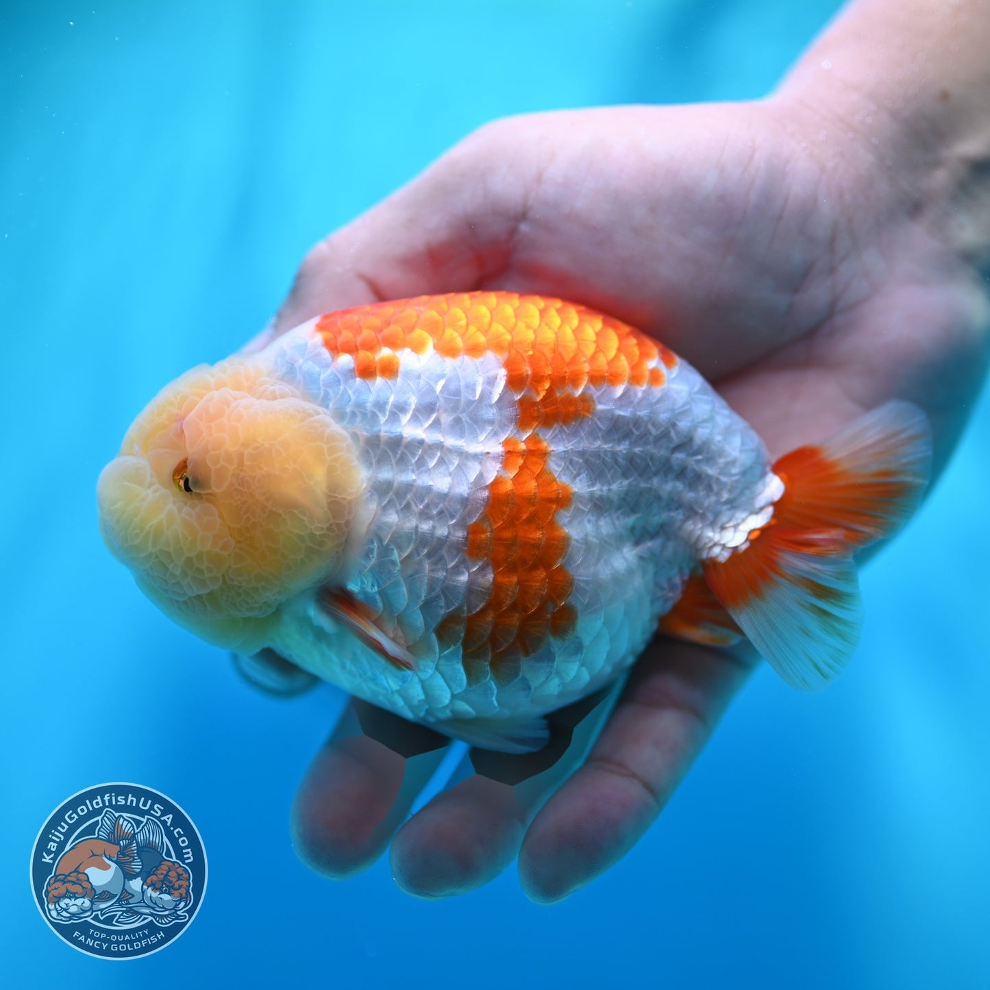 Lemon Head Red White Ranchu 4 inch Body (260529_RC03)