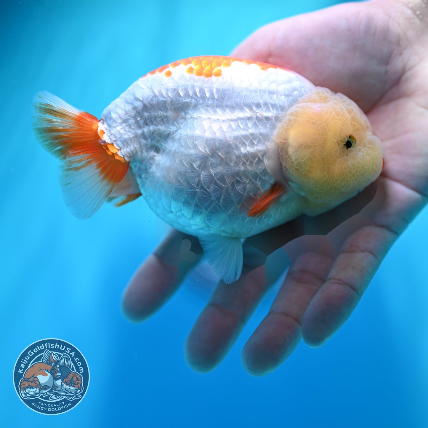 Lemon Head Red White Ranchu 4 inch Body (260529_RC03)