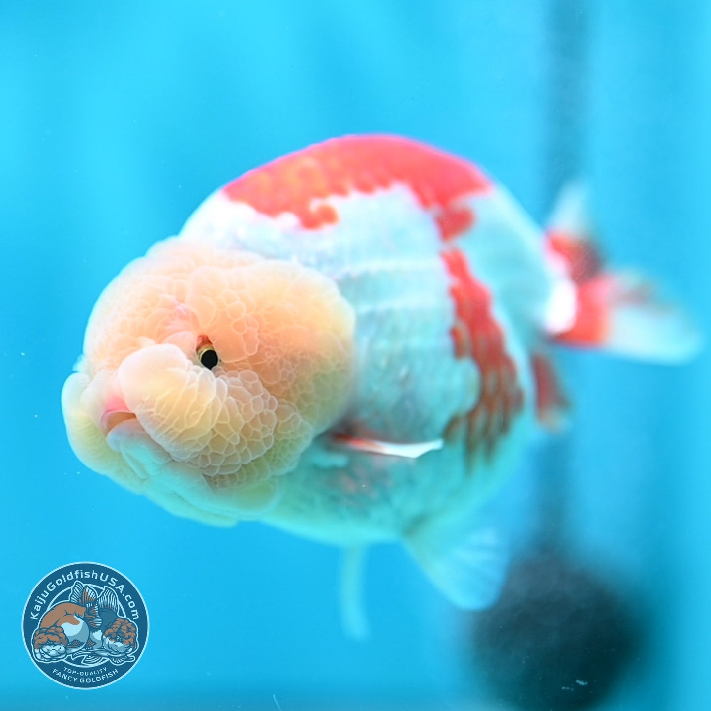 Lemon Head Red White Ranchu 4 inch Body (260529_RC03)