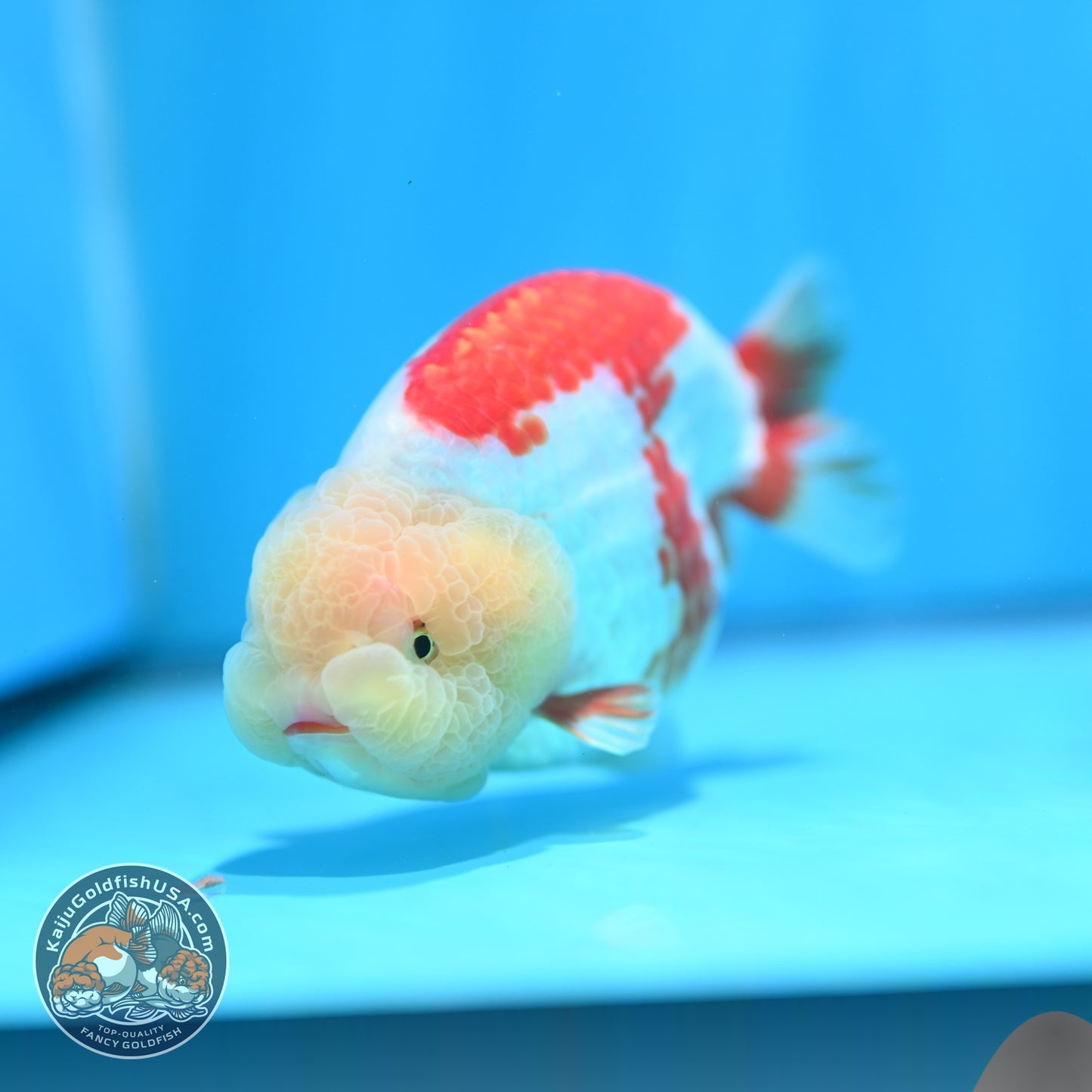 Lemon Head Red White Ranchu 4 inch Body (260529_RC03)
