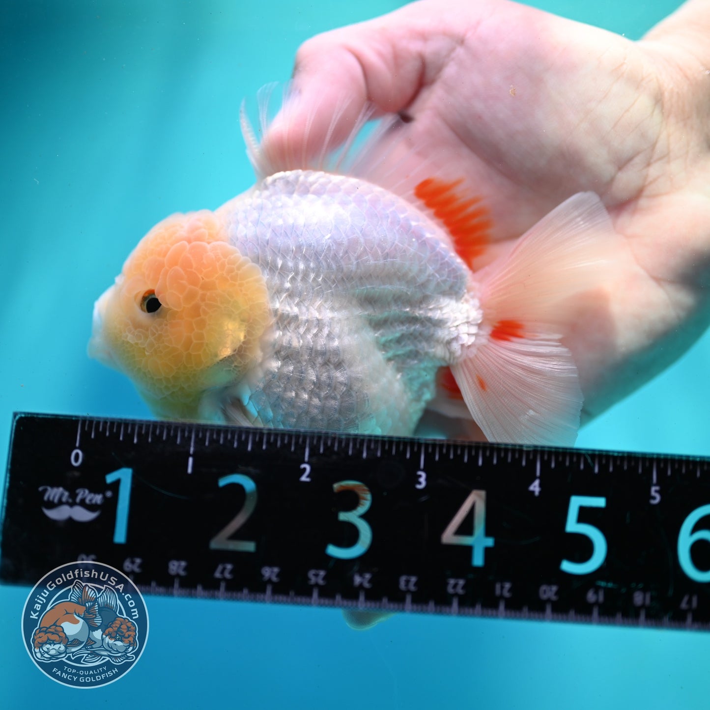 Lemon Head Red White YuanBao Oranda 3.5 inch Body (260522_OR04)