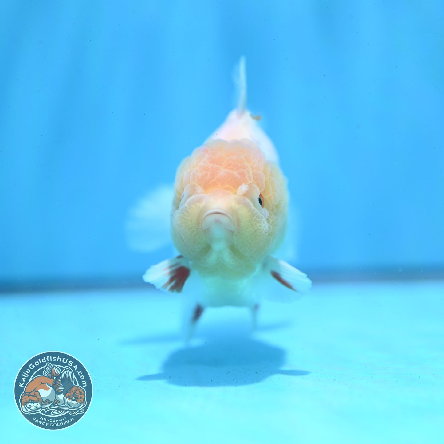 Lemon Head Red White YuanBao Oranda 3.5 inch Body (260522_OR04)