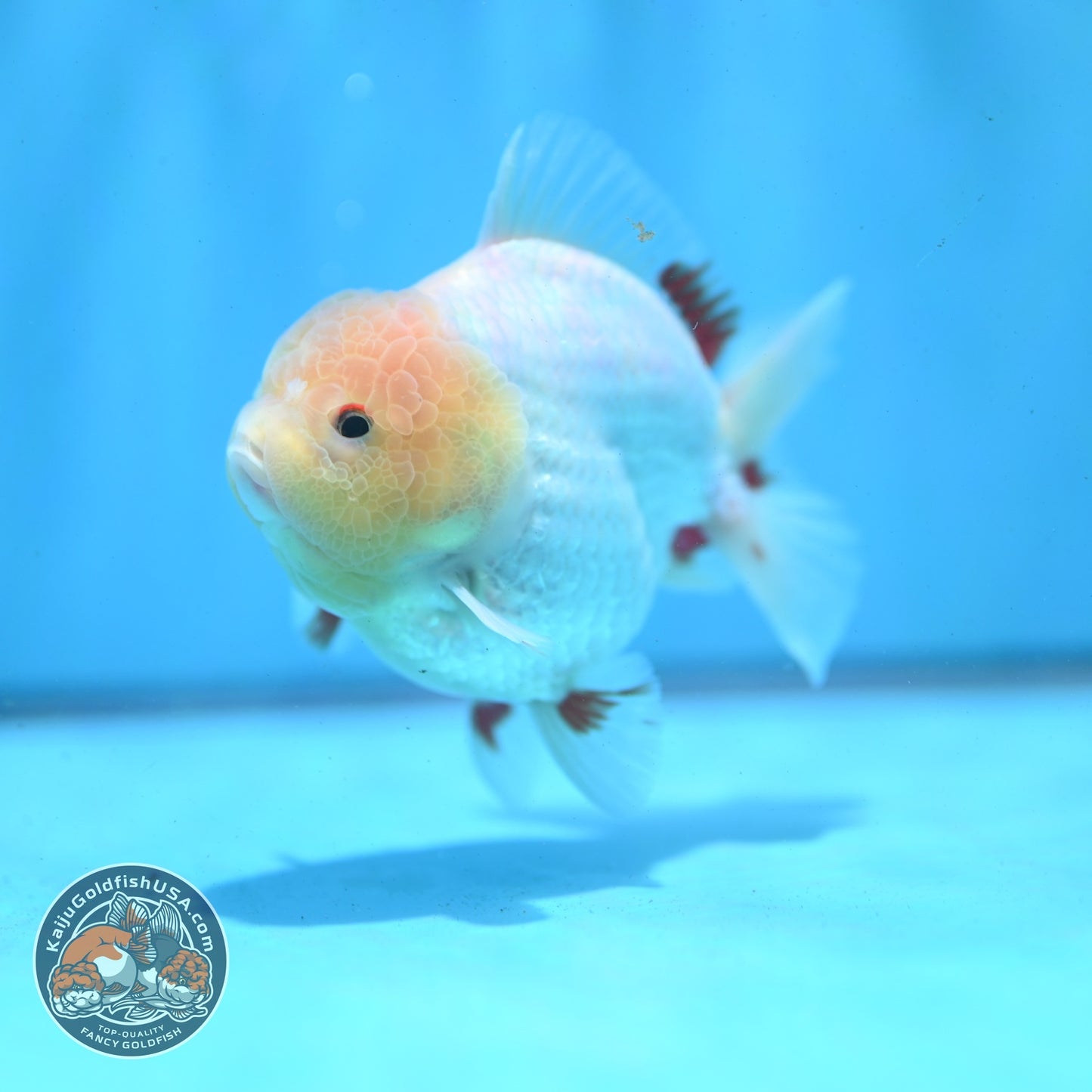 Lemon Head Red White YuanBao Oranda 3.5 inch Body (260522_OR04)