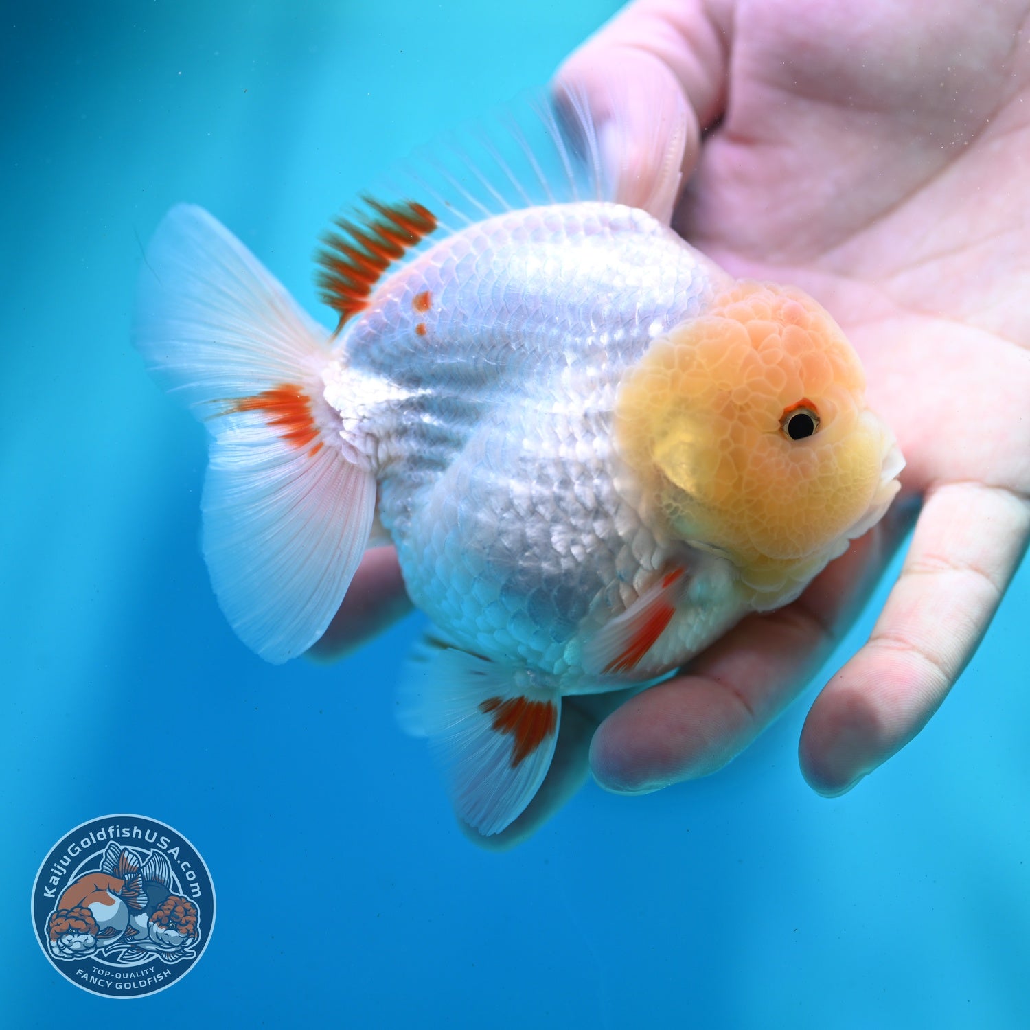 Lemon Head Red White YuanBao Oranda 3.5 inch Body (260522_OR04)