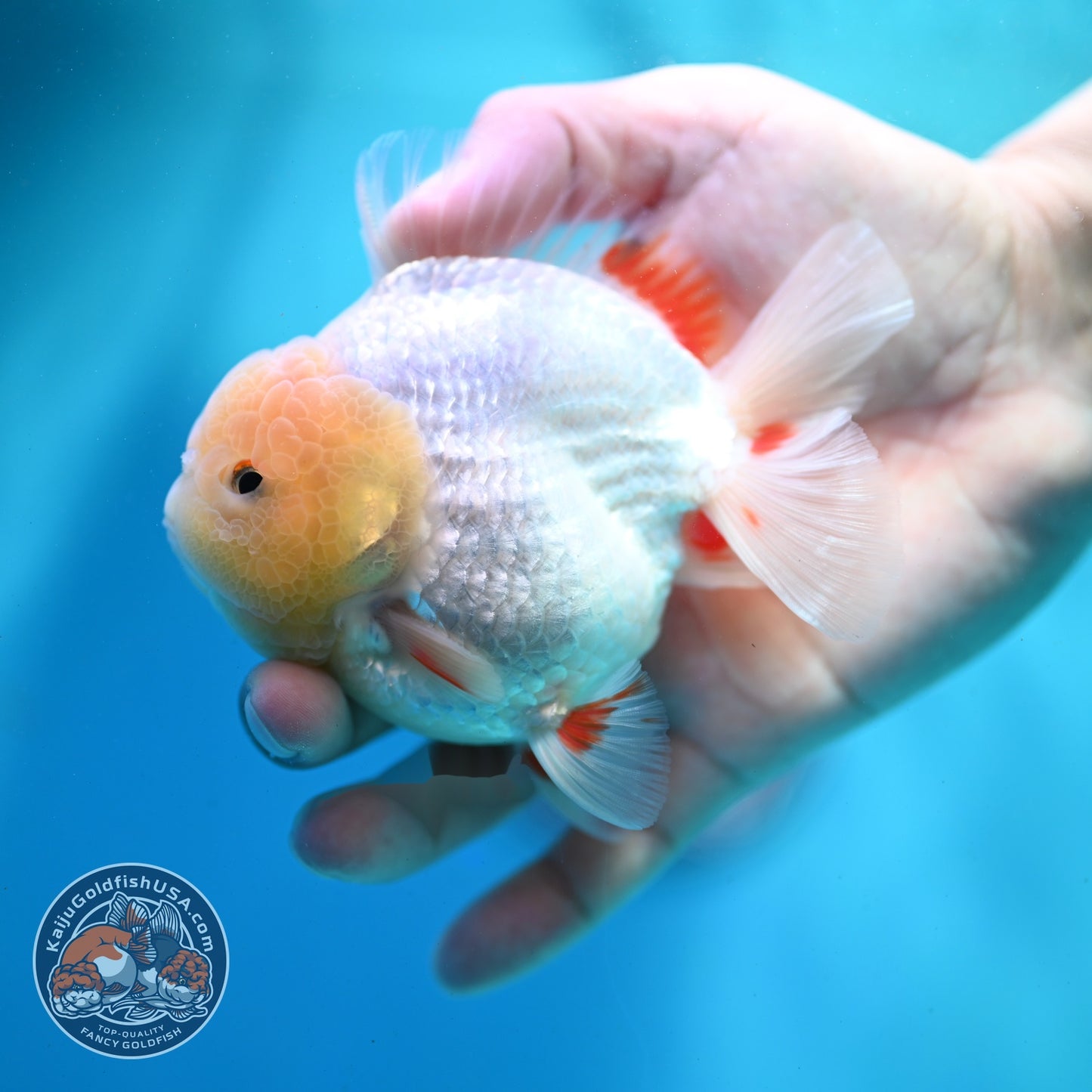 Lemon Head Red White YuanBao Oranda 3.5 inch Body (260522_OR04)