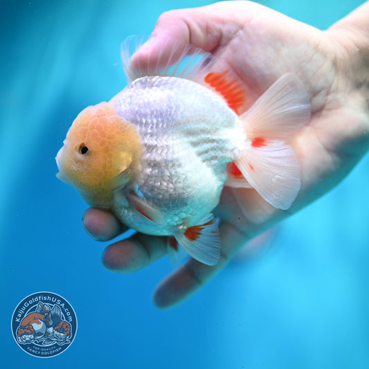 Lemon Head Red White YuanBao Oranda 3.5 inch Body (260522_OR04)