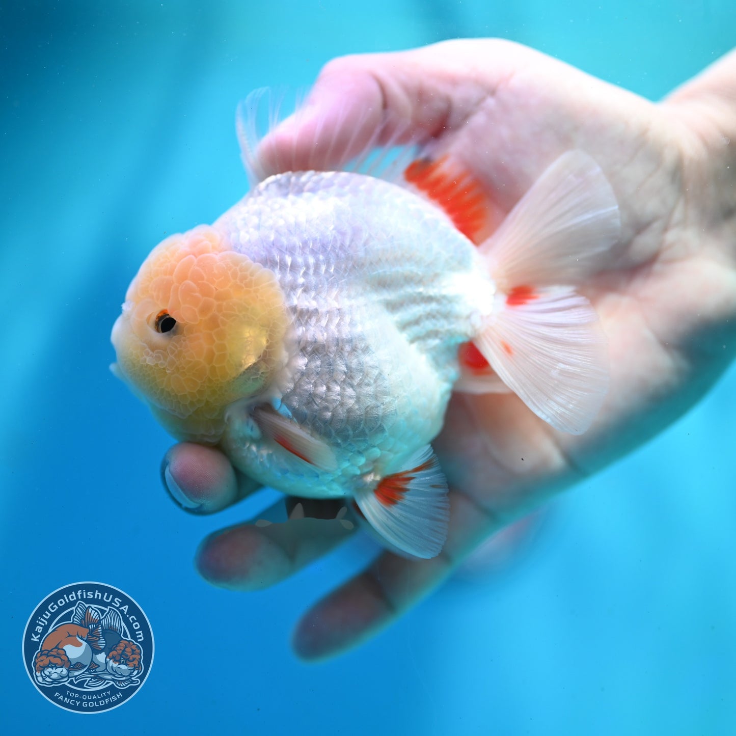 Lemon Head Red White YuanBao Oranda 3.5 inch Body (260522_OR04)