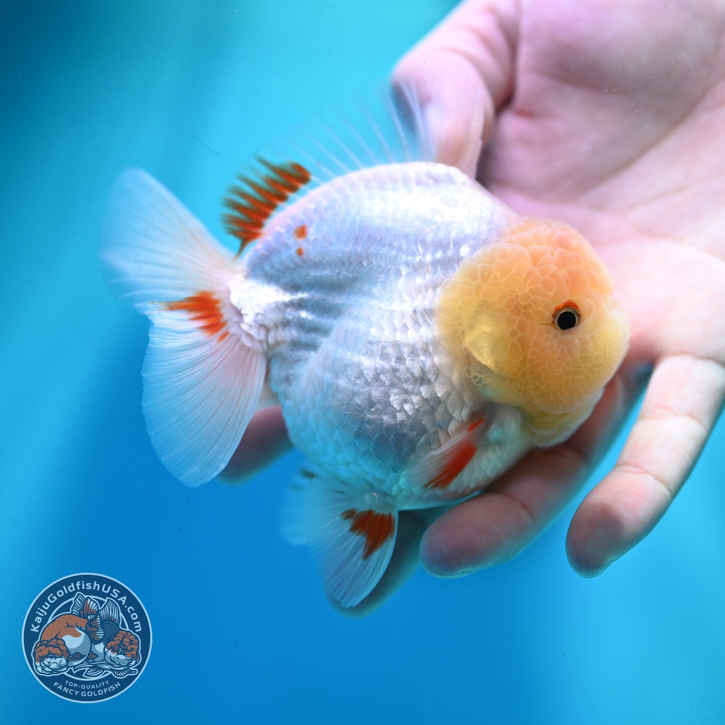 Lemon Head Red White YuanBao Oranda 3.5 inch Body (260522_OR04)